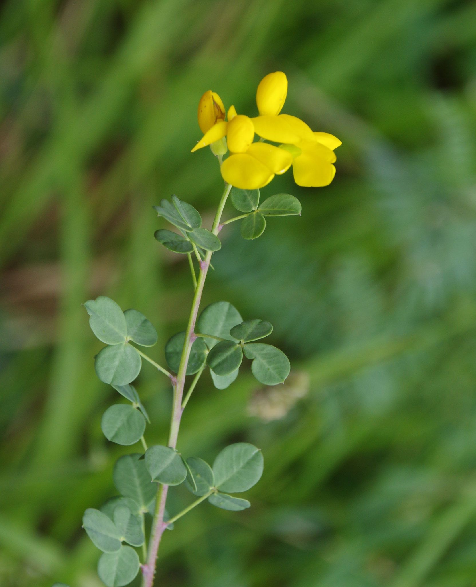 Coronille glauque / Coronilla glauca