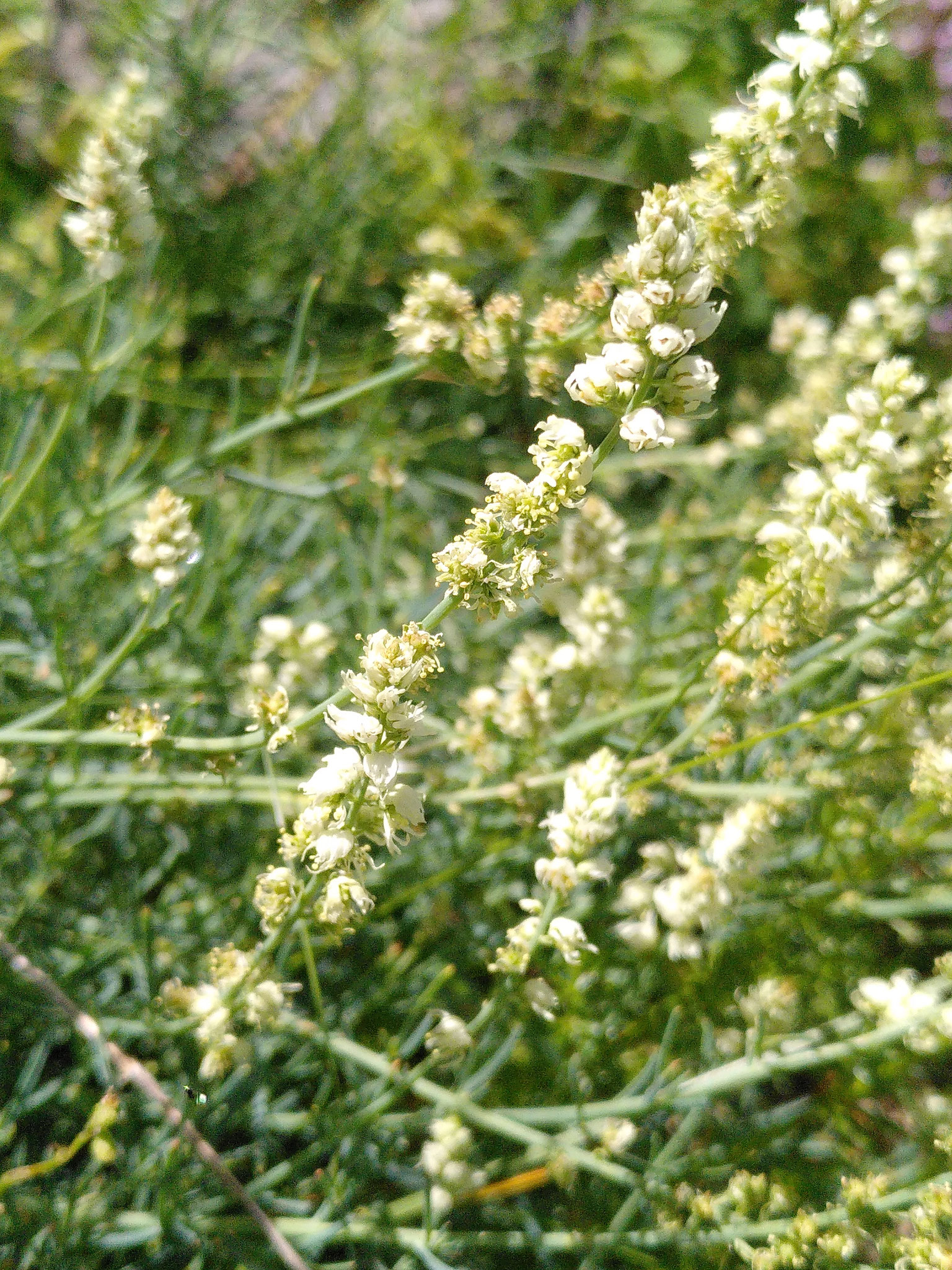 Réséda glauque / Reseda glauca