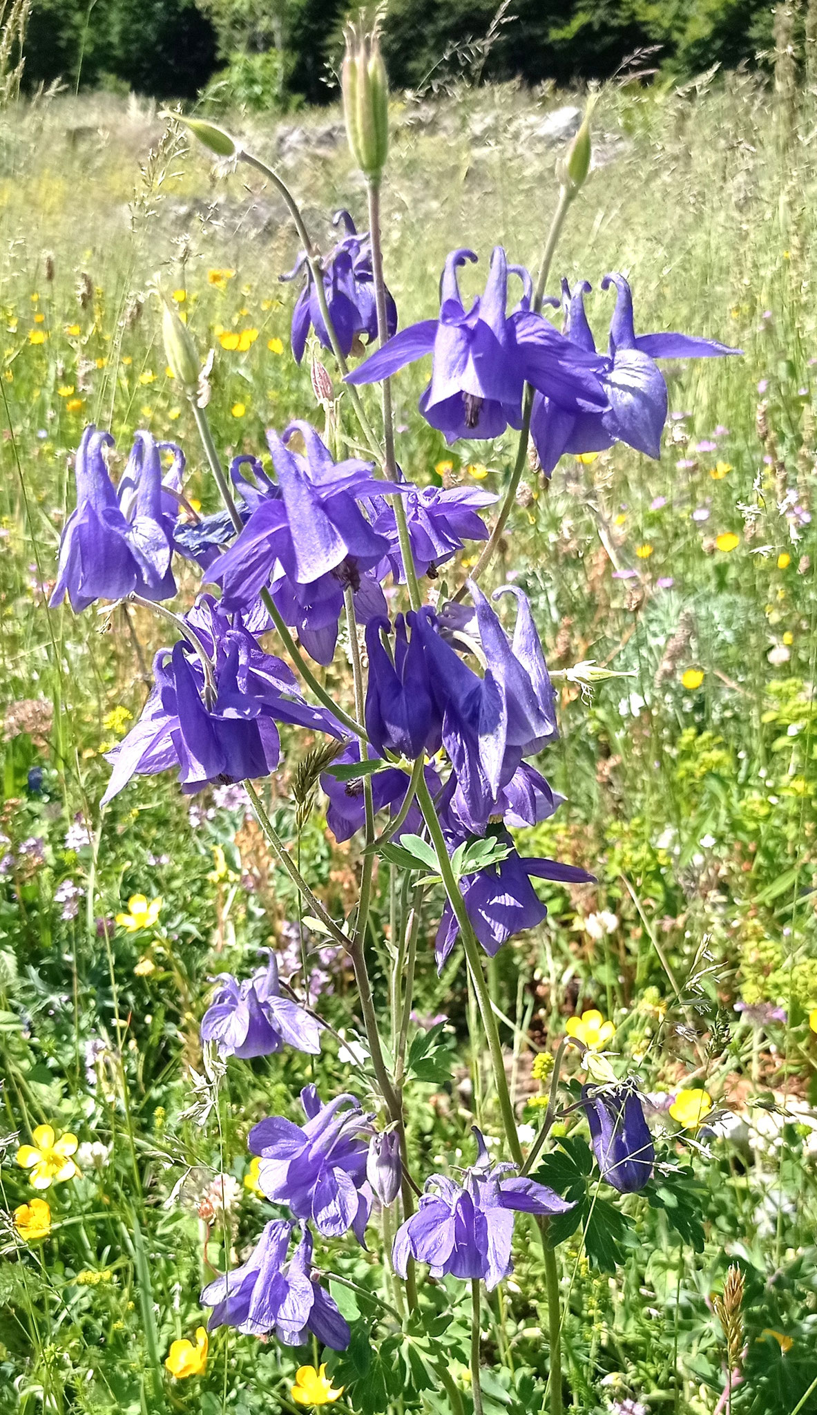 Ancolie commune / Aquilegia vulgaris