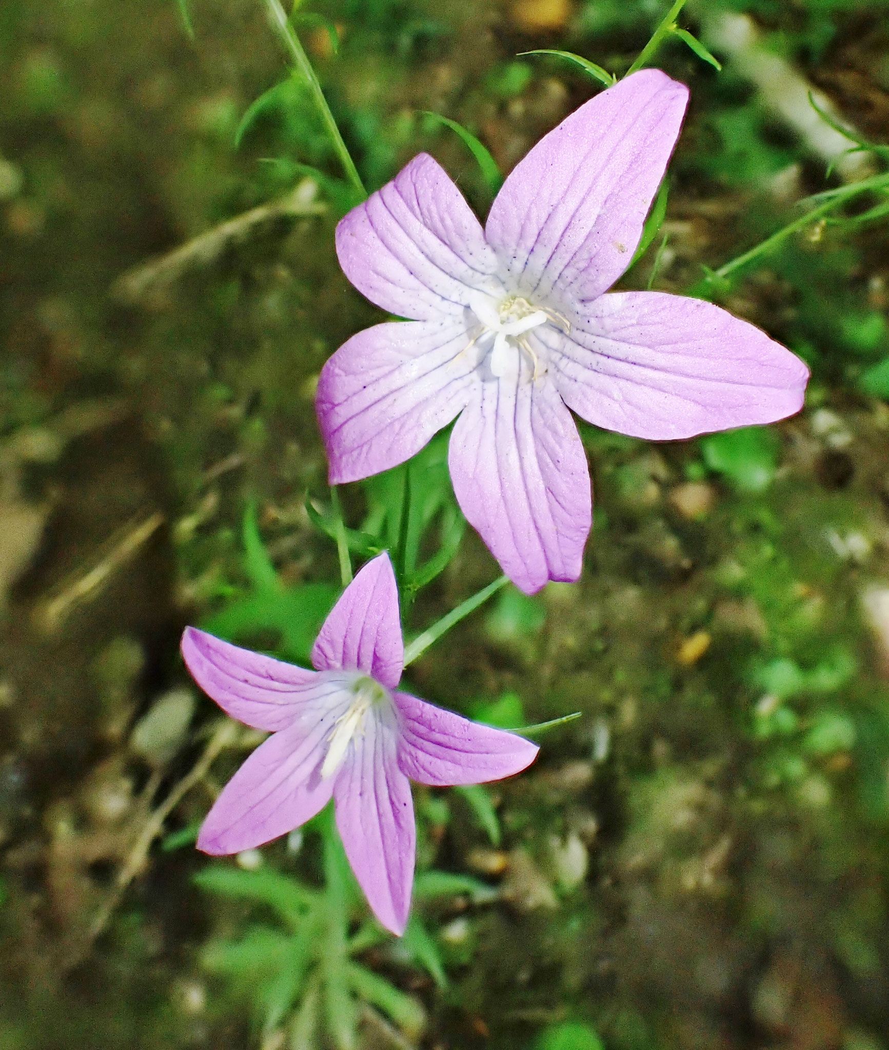 Campanule étalée / Campanula patula