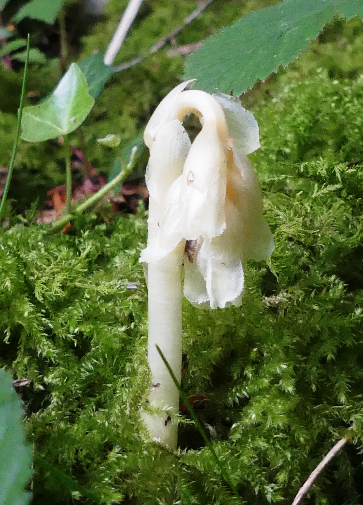 Monotrope suce-pin / Monotropa hypopitis