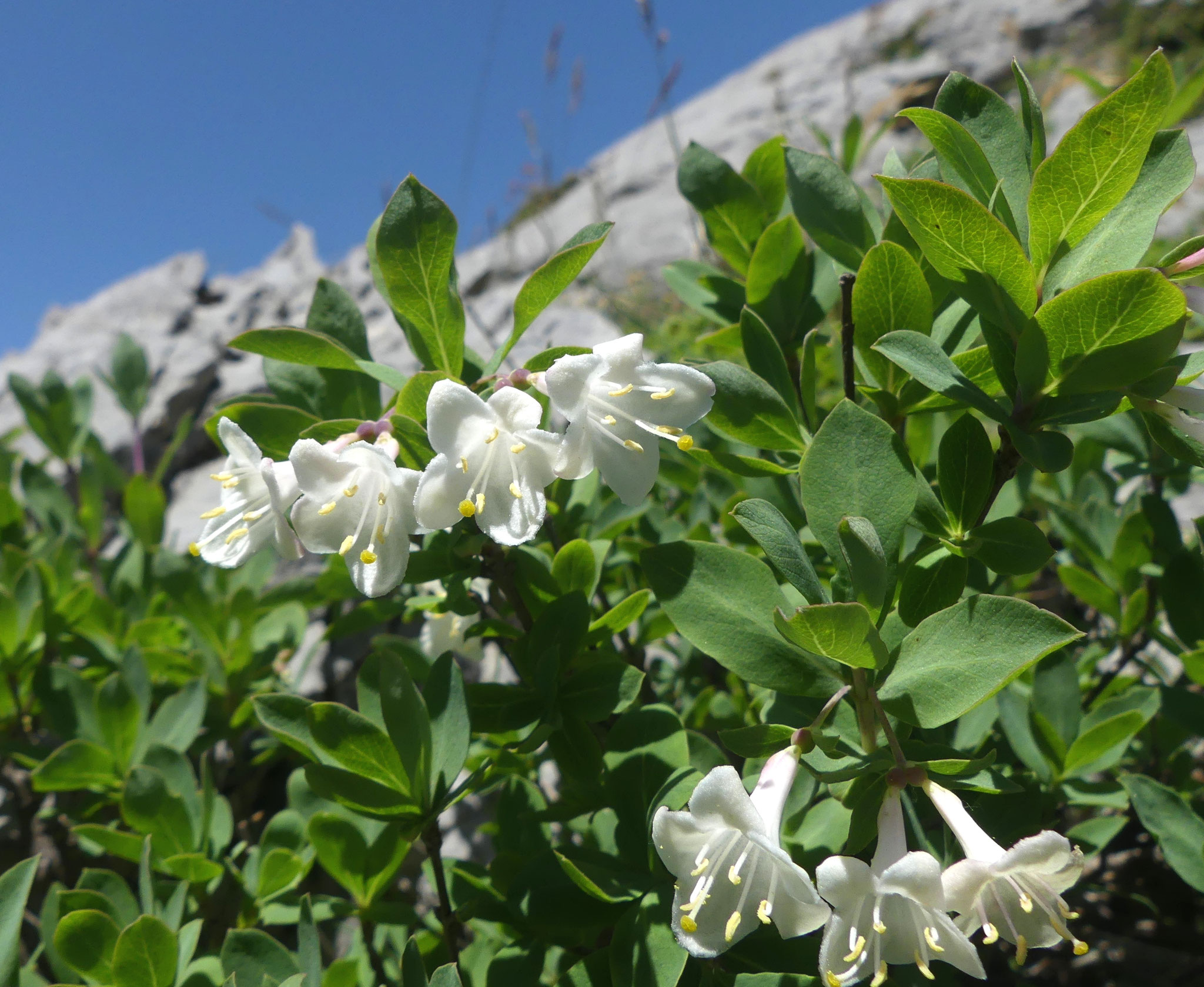 Chèvrefeuille des Pyrénées / Lonicera pyrenaica