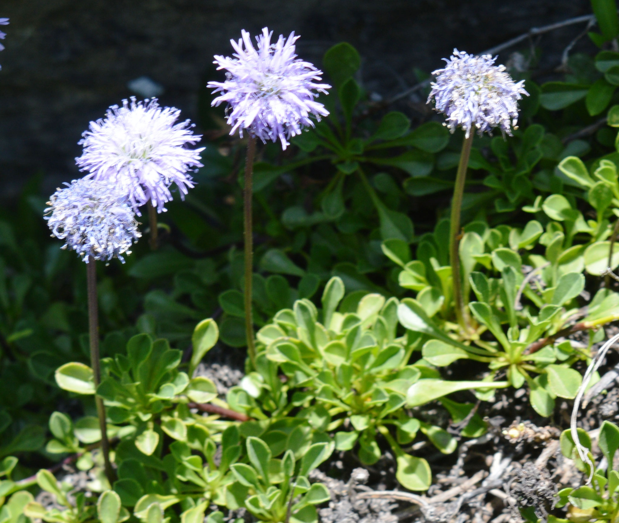 Globulaire à feuilles en cœur / Globularia cordifolia