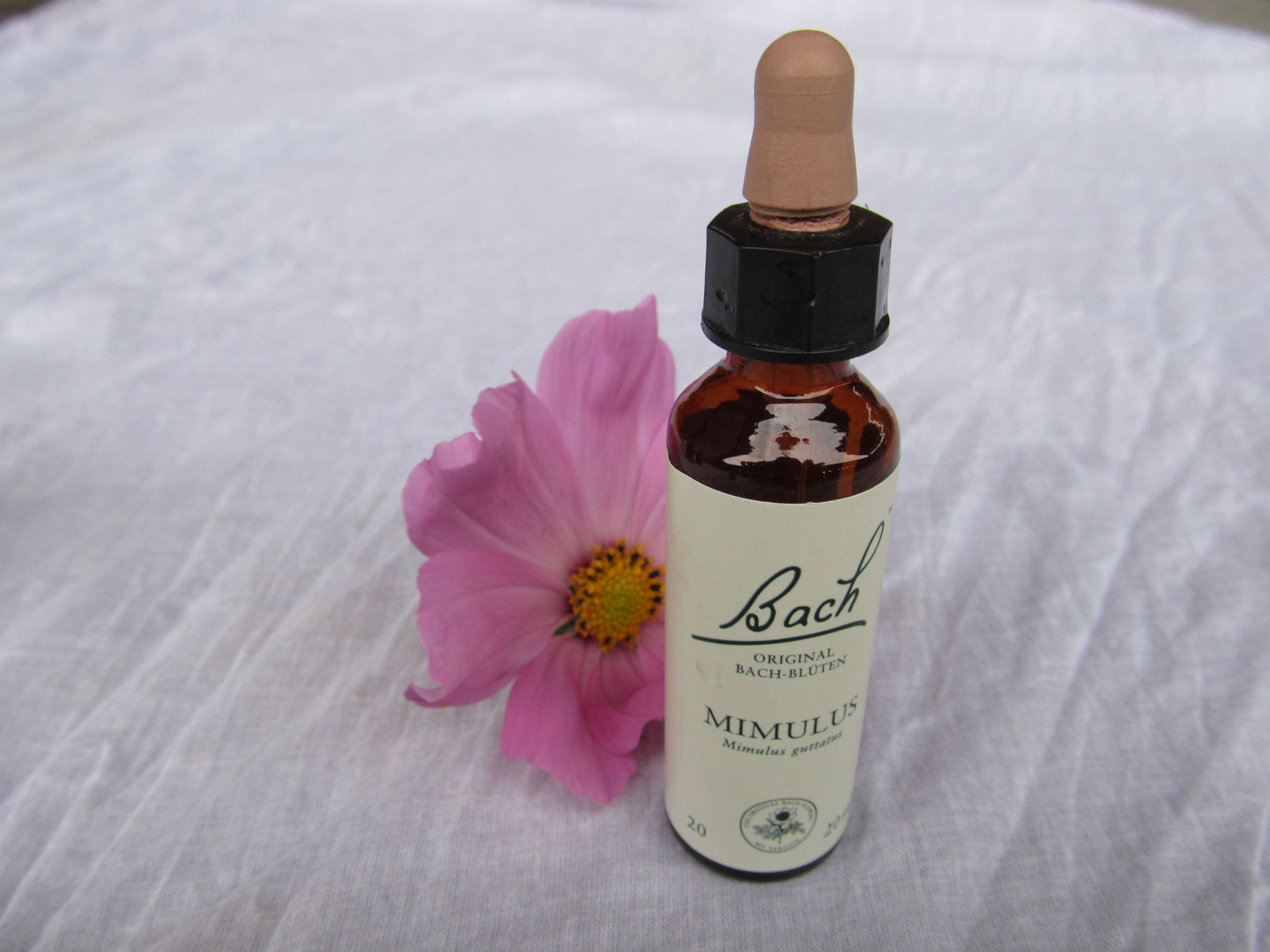 Bachblüten, Desert Flower, australische Buschblüten kommen spielerisch zum Einsatz