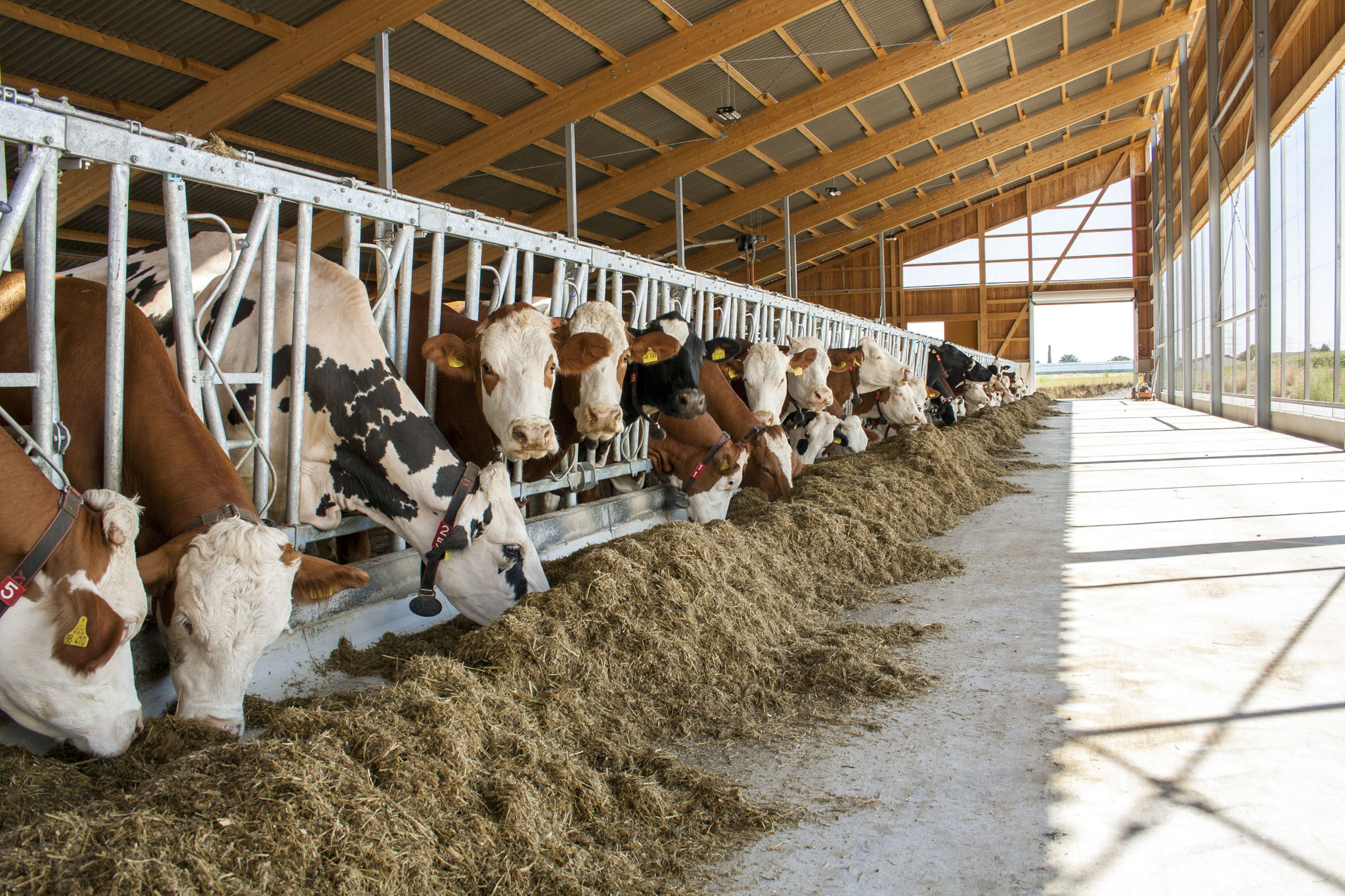 Unsere Kühe - Geiger Agrar