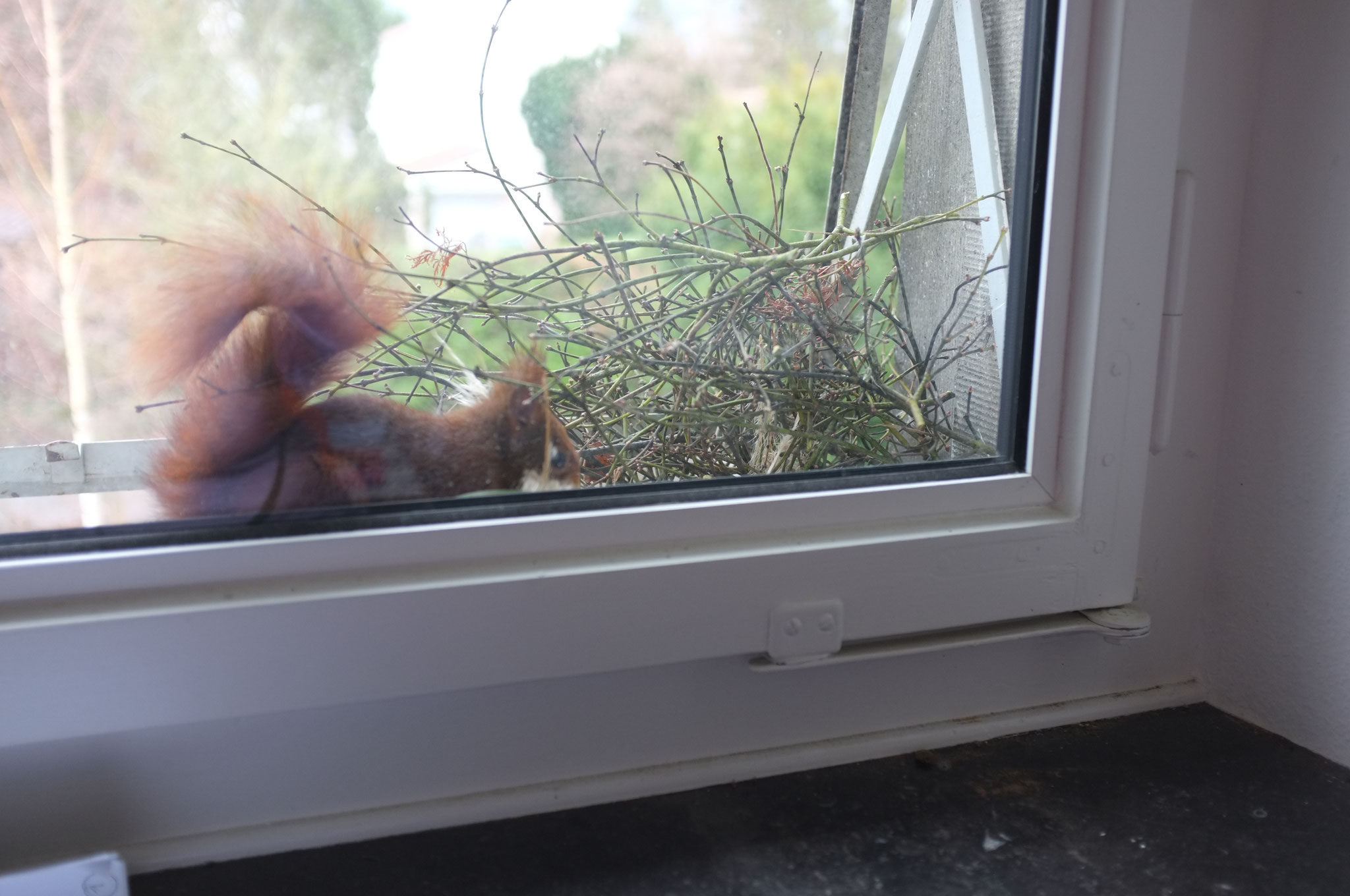 eichhörnchen beim nestbau auf der fensterbank