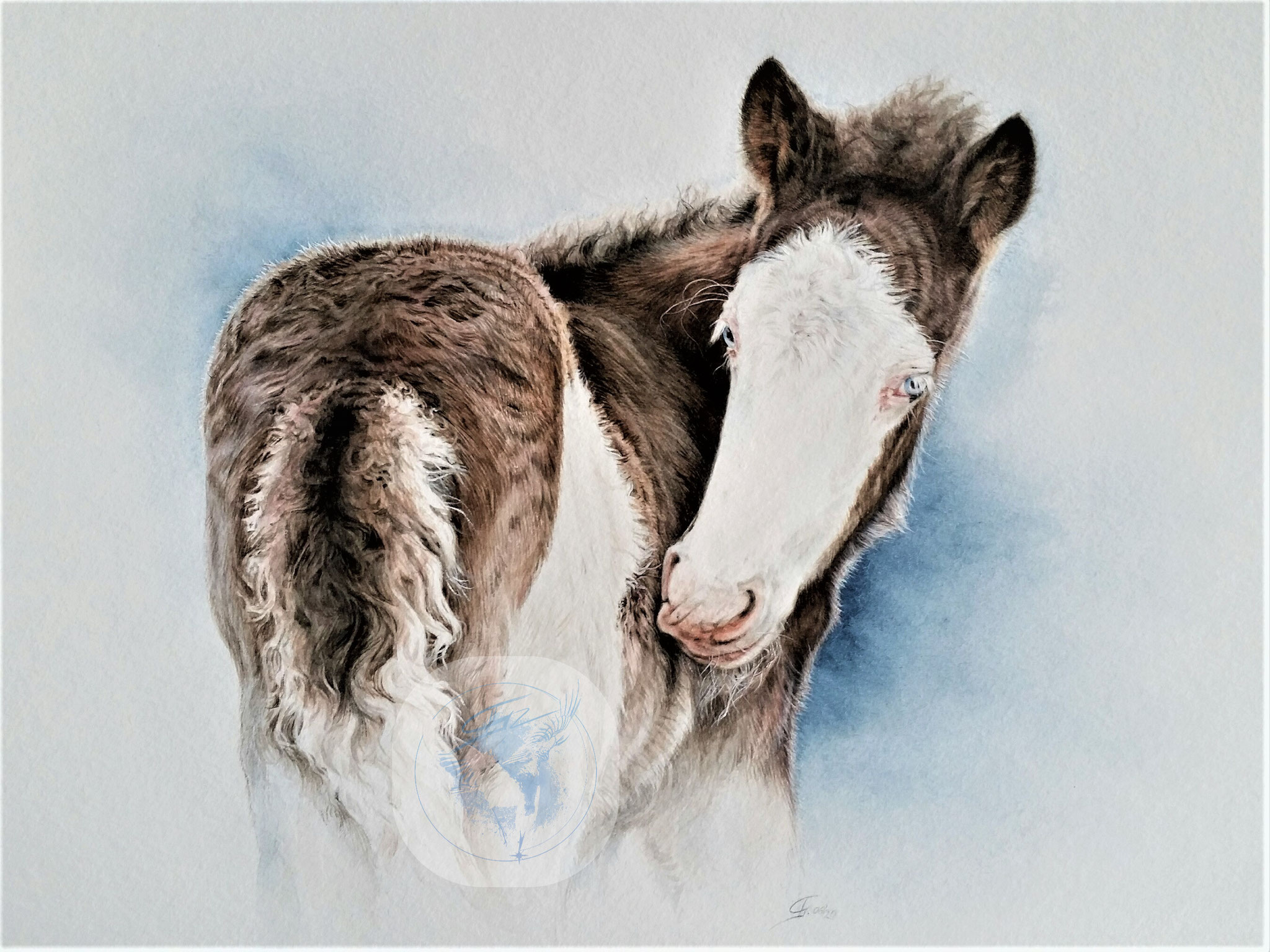 Islandpferd-Fohlen "Friður", Aquarell