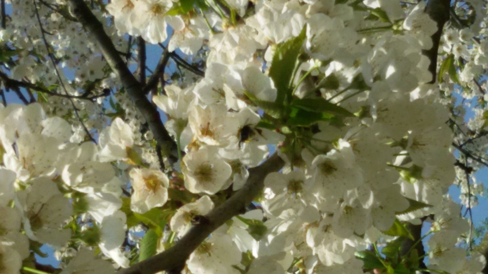 Der Frühling ist immer eine Pracht!