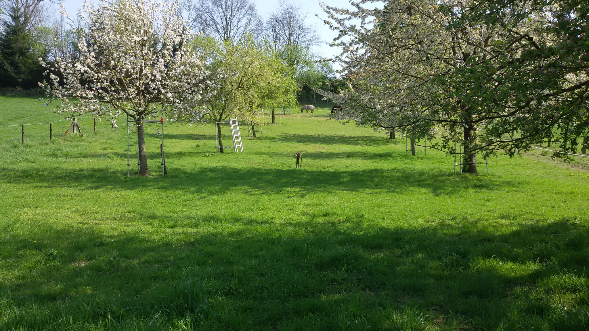 Ein Teil unserer Streuobstwiese