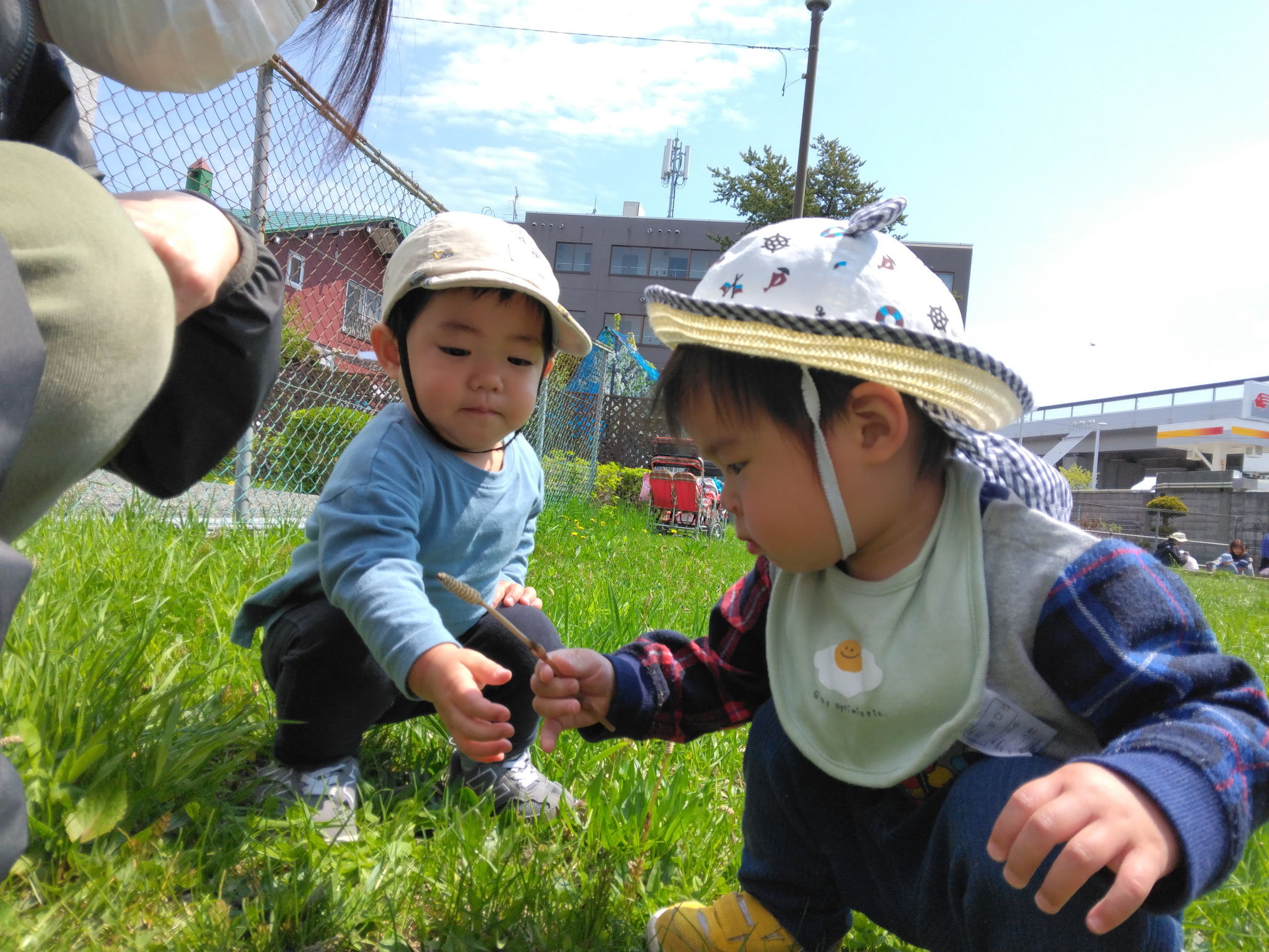 つくしんぼ、はっけん！