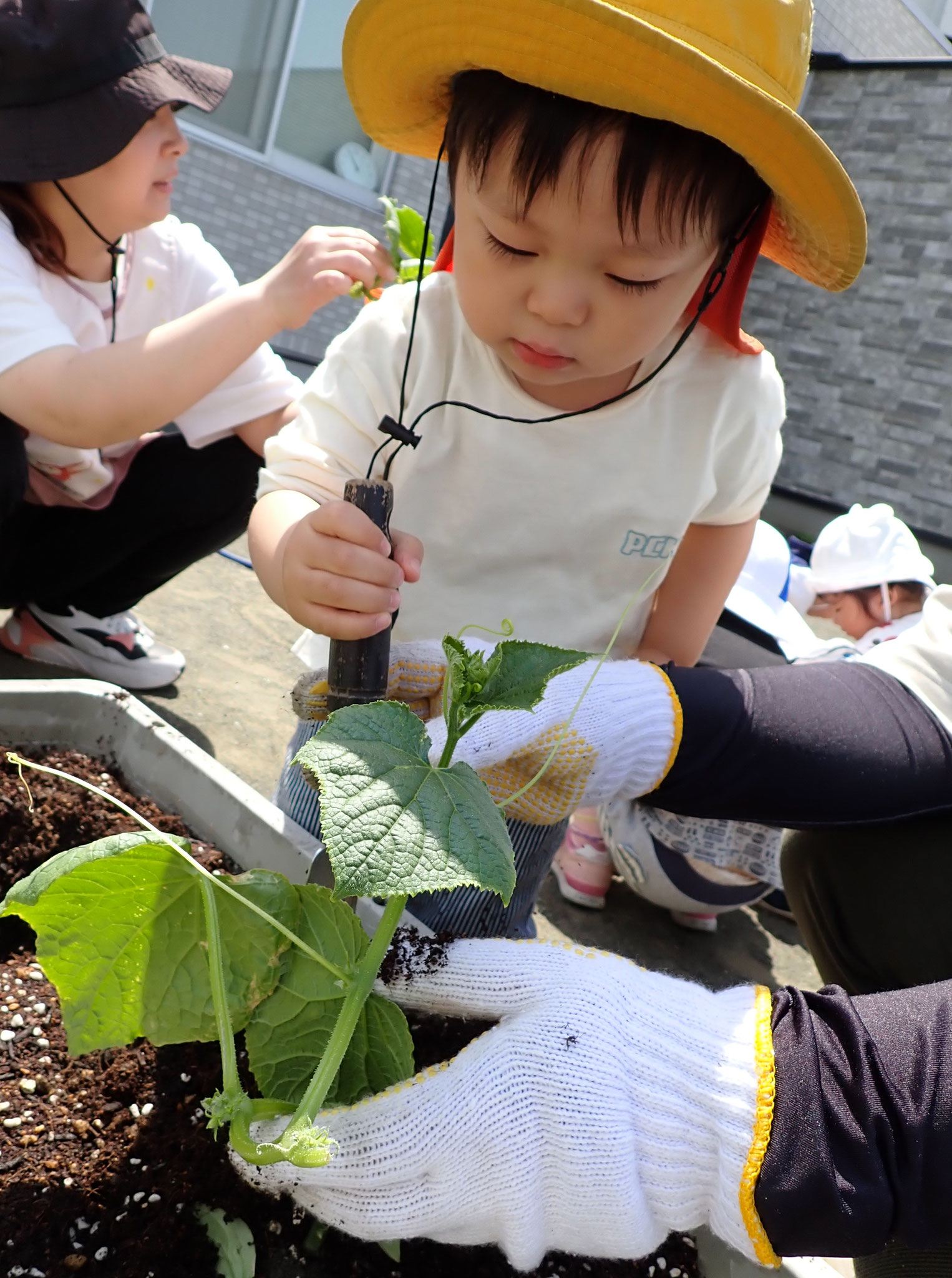 お野菜の苗を植えたよ！「はやく大きくならないかなぁ～！」