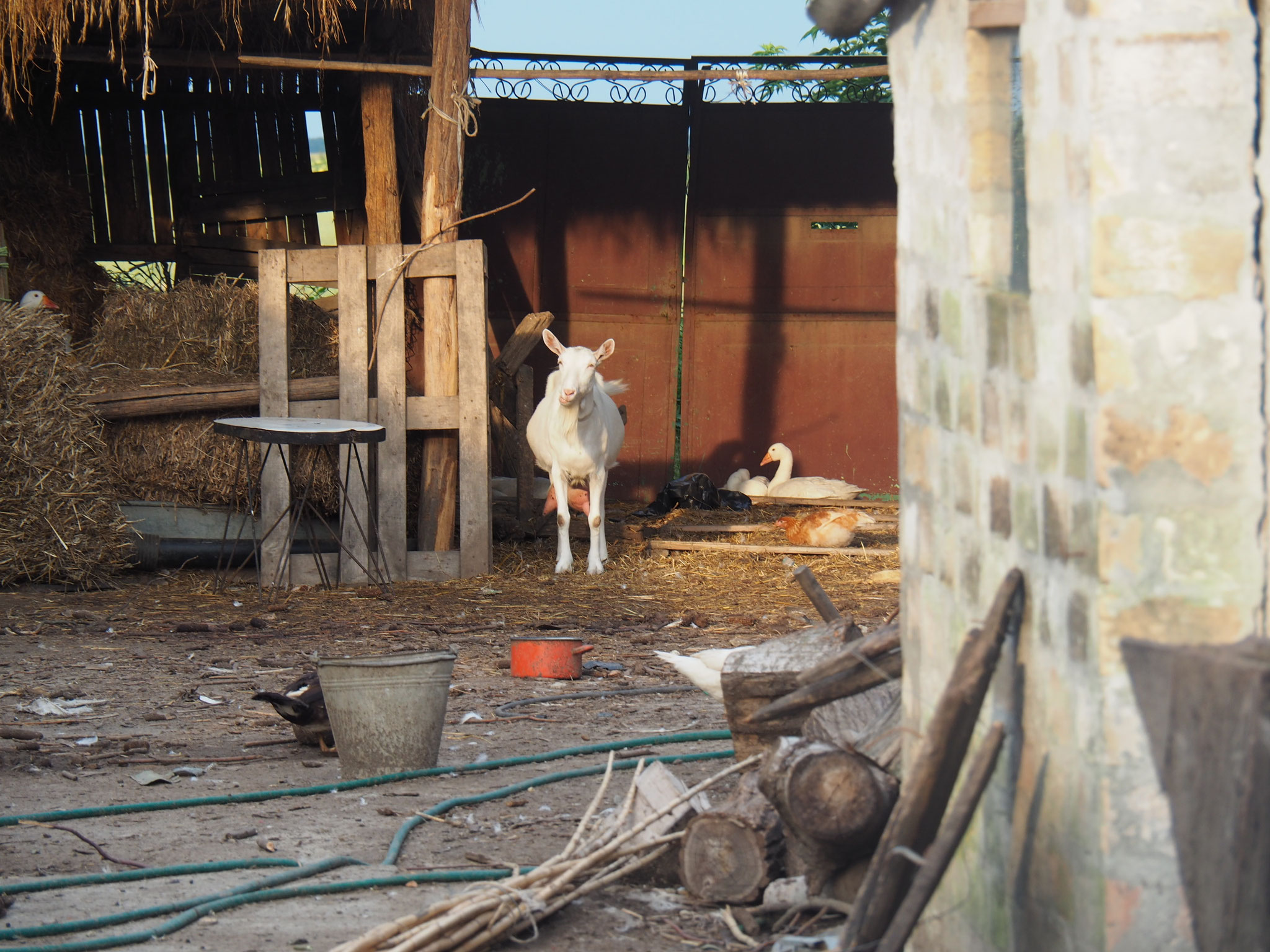 Von Suza nach Bogojevo hiesisontour