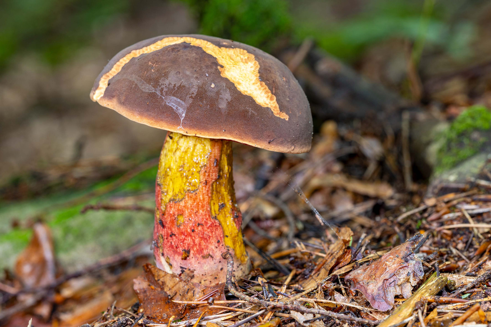 Schusterpilz