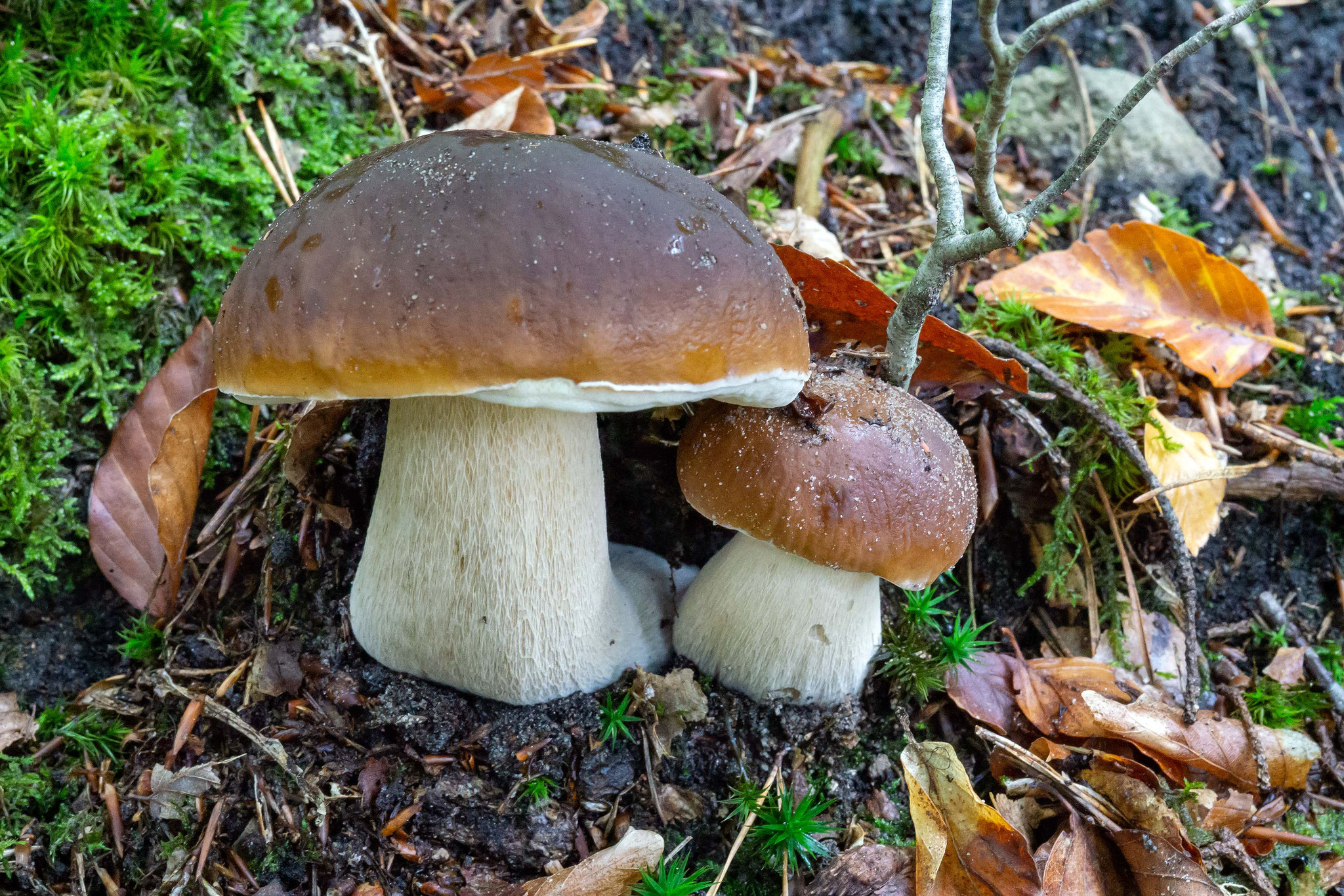 Steinpilze