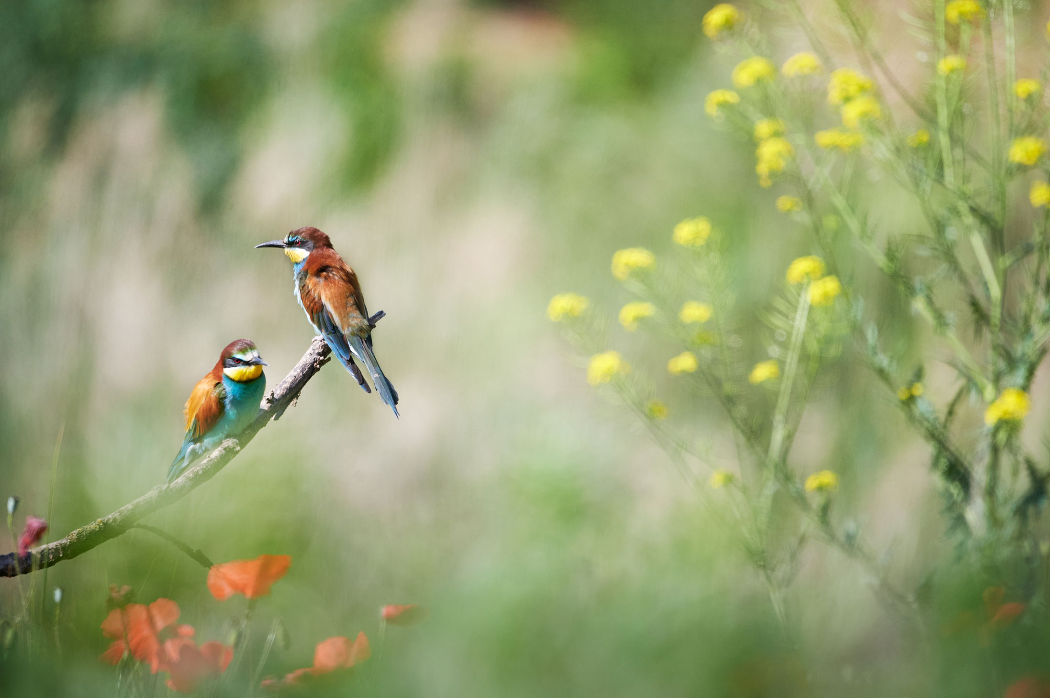 © HARDY MUELLER . FOTOGRAF