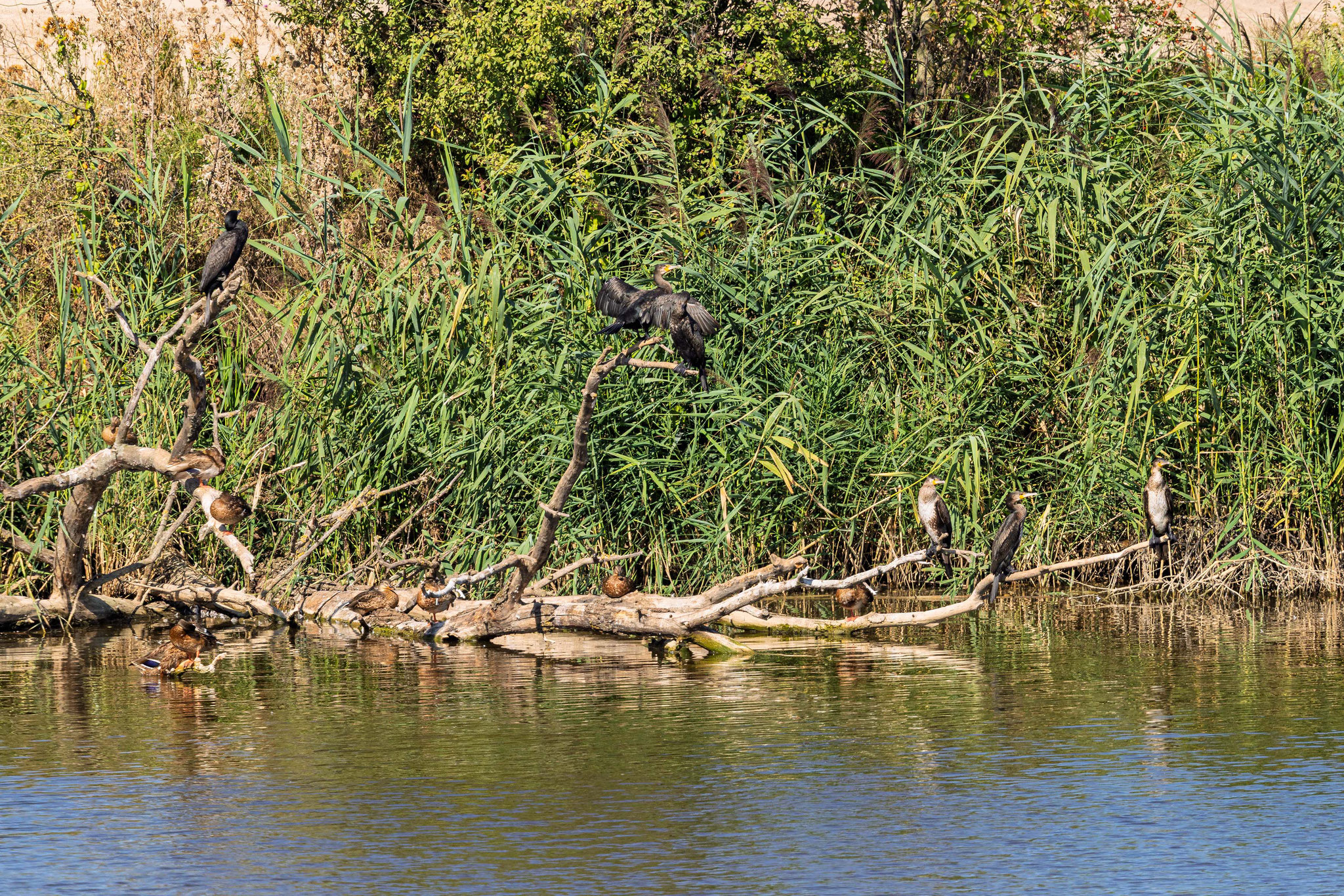 Kormorane und Stockenten sitzen auf einem abgestorbenen Baum, der im Wasser des Neuoffsteiner Klärteichs liegt