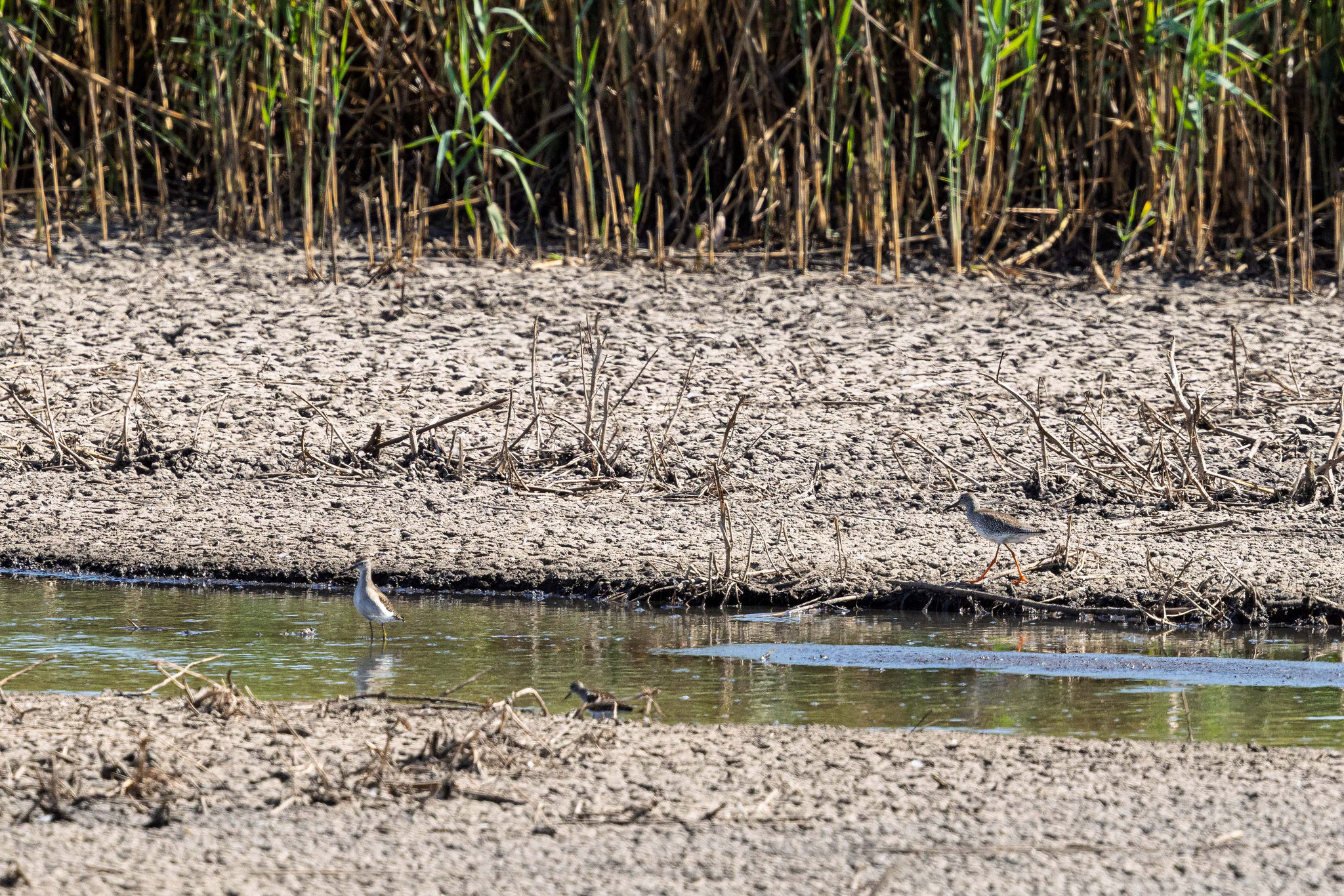 Ein Bruchwasserläufer und ein Rotschenkel am Neuoffsteiner Klärteich