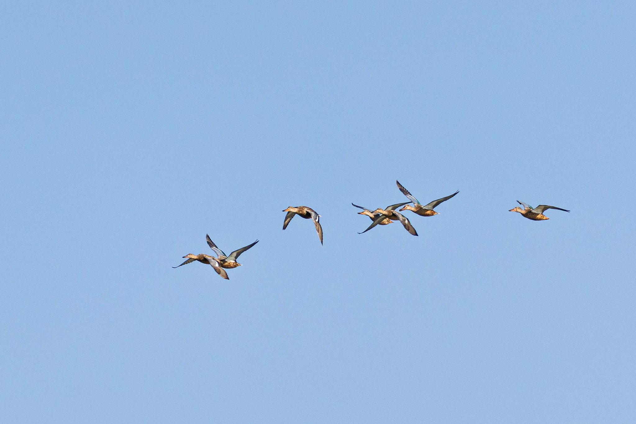 Löffelenten im Flug