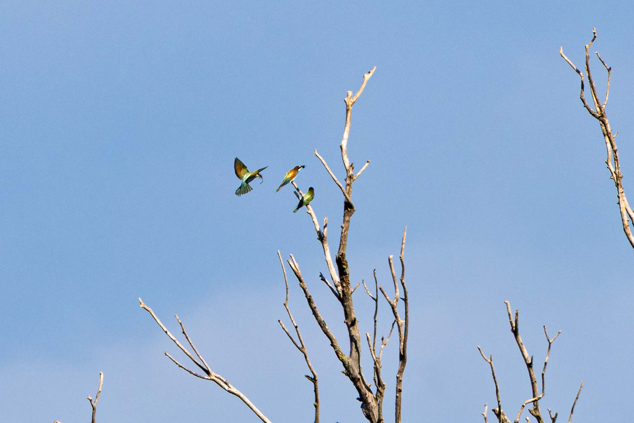 Bienenfresser sitzen auf einem abgestorbenen Baum
