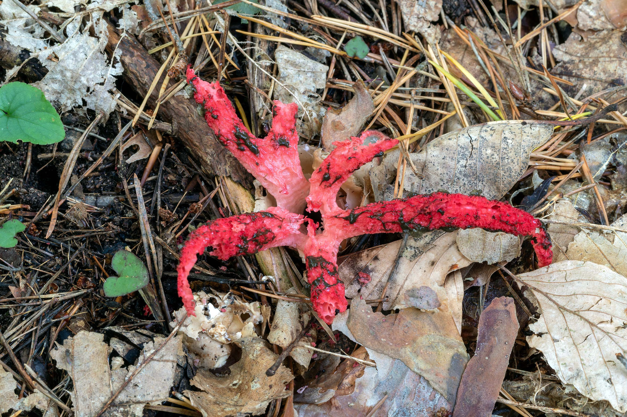 Tintenfischpilz