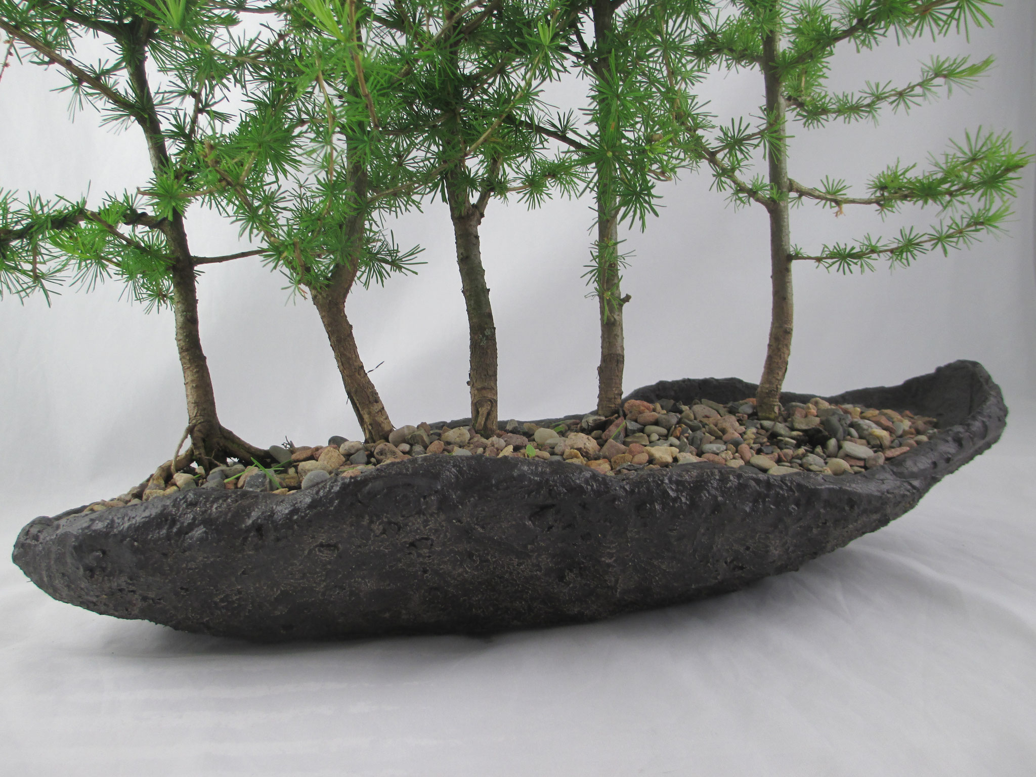 Bonsai Larix decidua Europäische Lärche