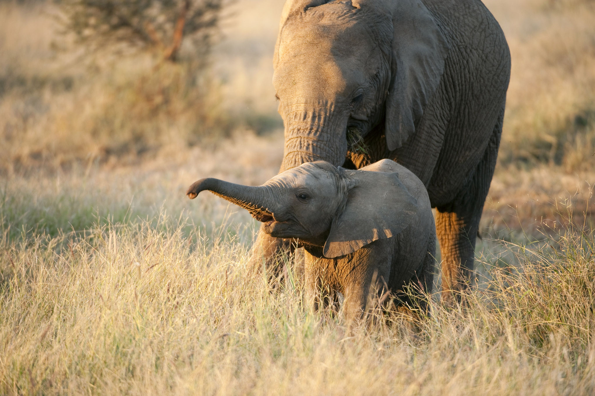 South African Tourism   Baby Elefant