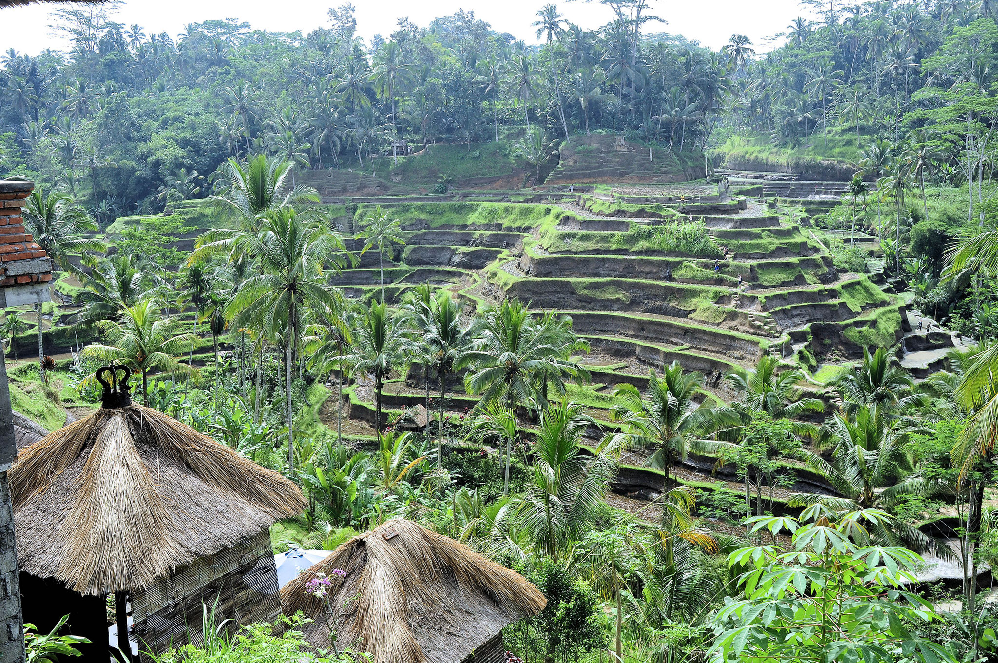 Reisterrassen bei Ubud