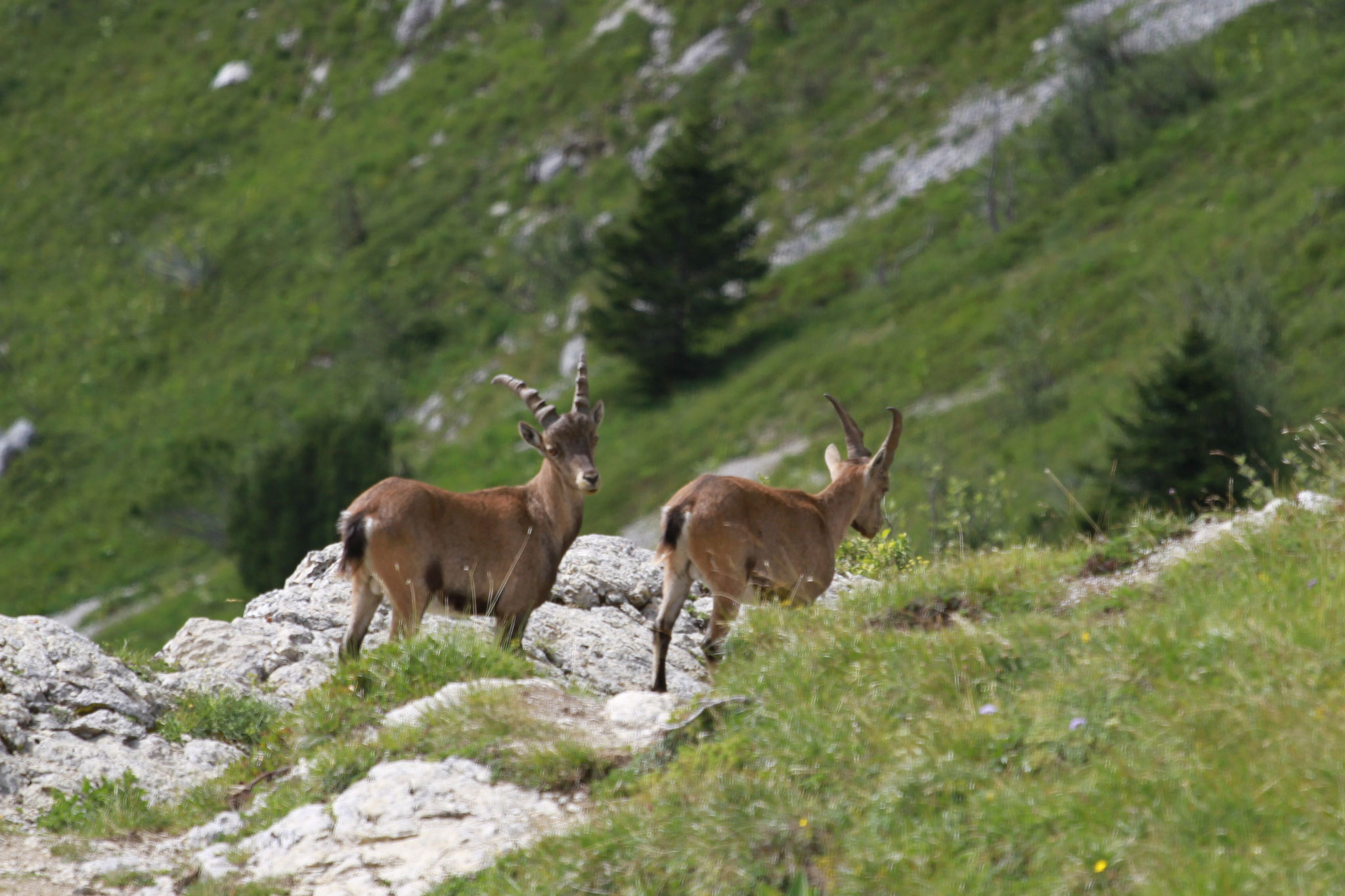 printemps en vercors