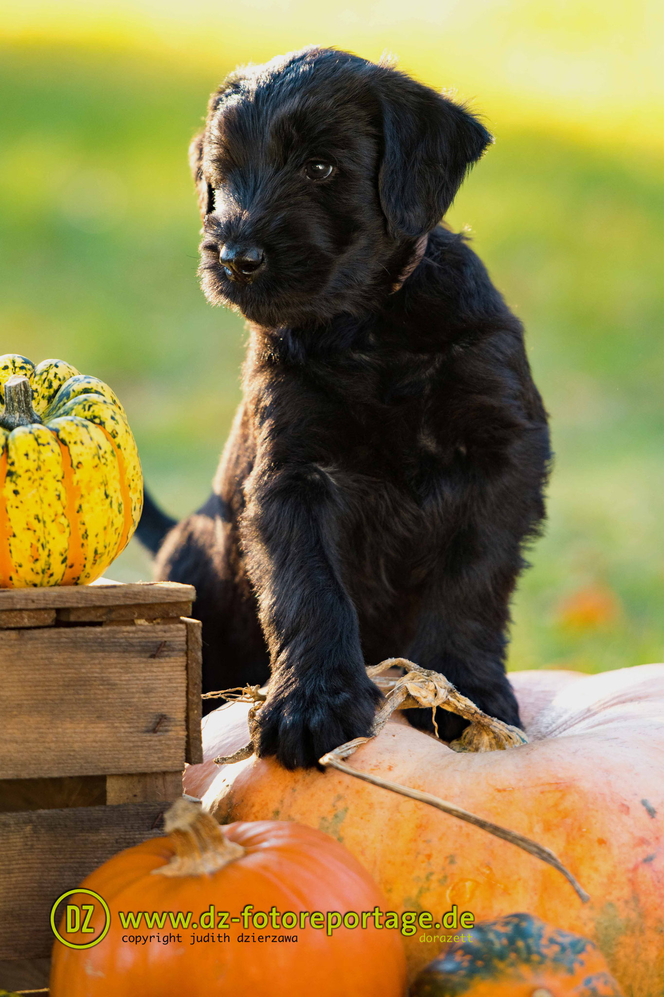 Puppuies,litter,families,Pup,california,canada,vancouver,fishing,La