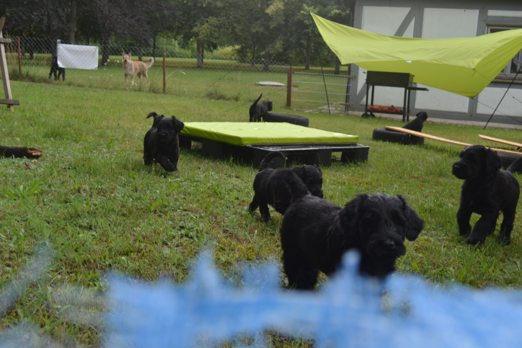 Puppuies,litter,families,Pup,california,canada,vancouver,fishing,La