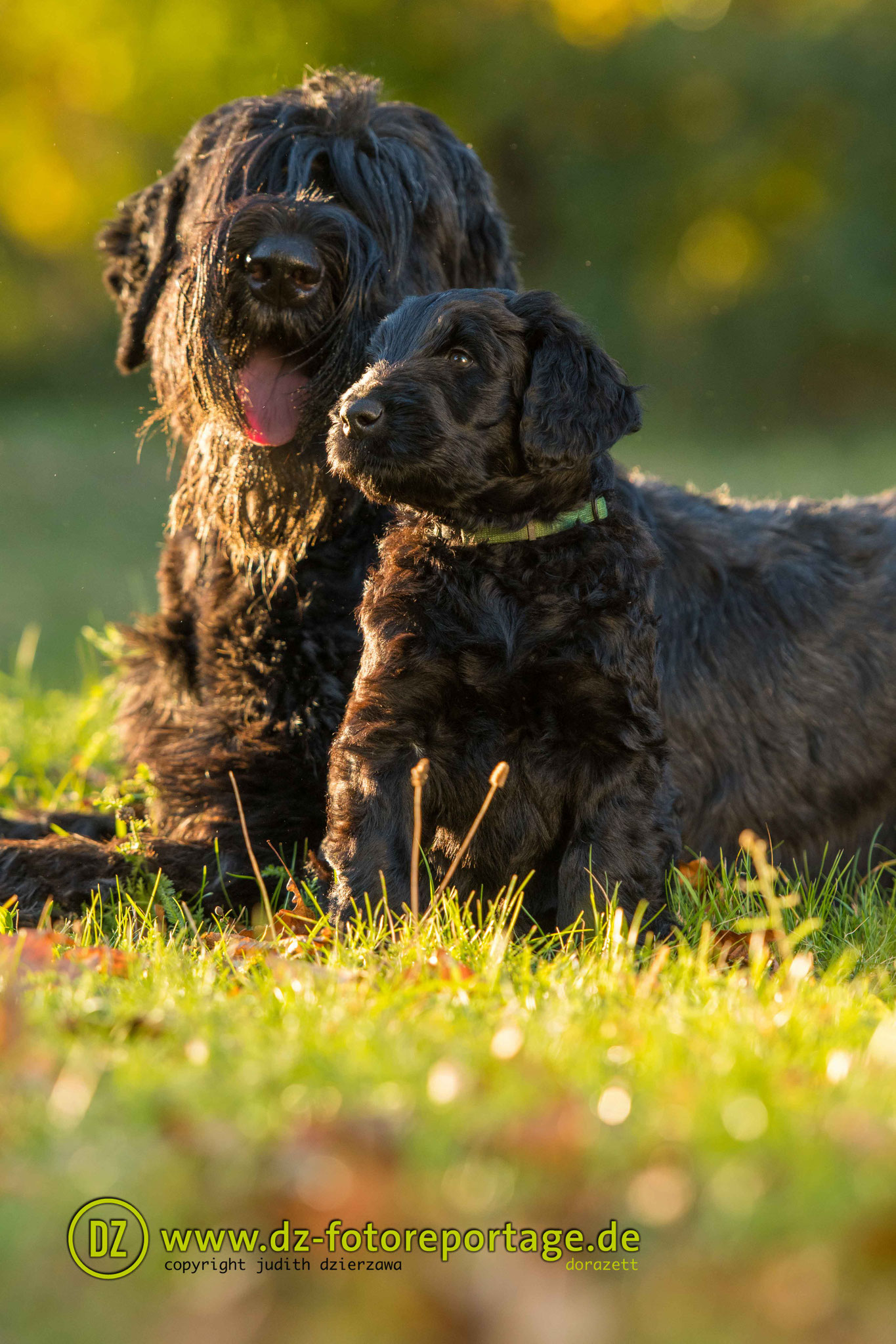 Puppuies,litter,families,Pup,california,canada,vancouver,fishing,La
