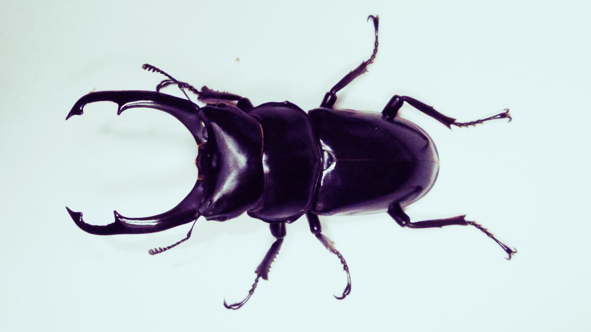 Hemisodorcus nepalensis