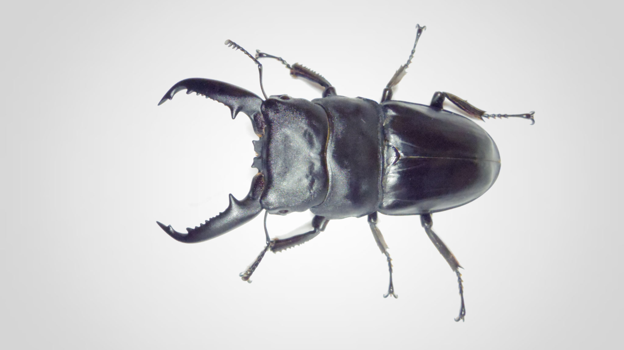 Dorcus titanus Palawanicus