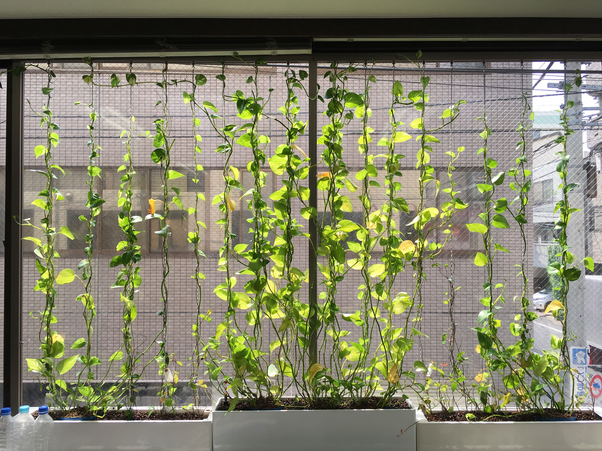 4. 植栽を誘引して、完成