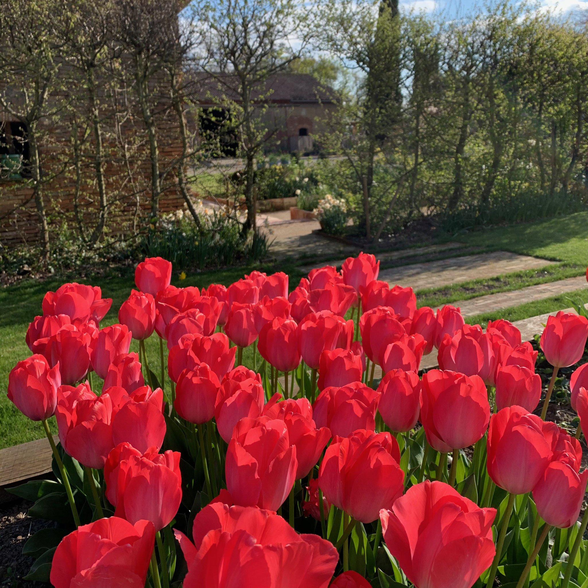 Tulipe Van Eijk