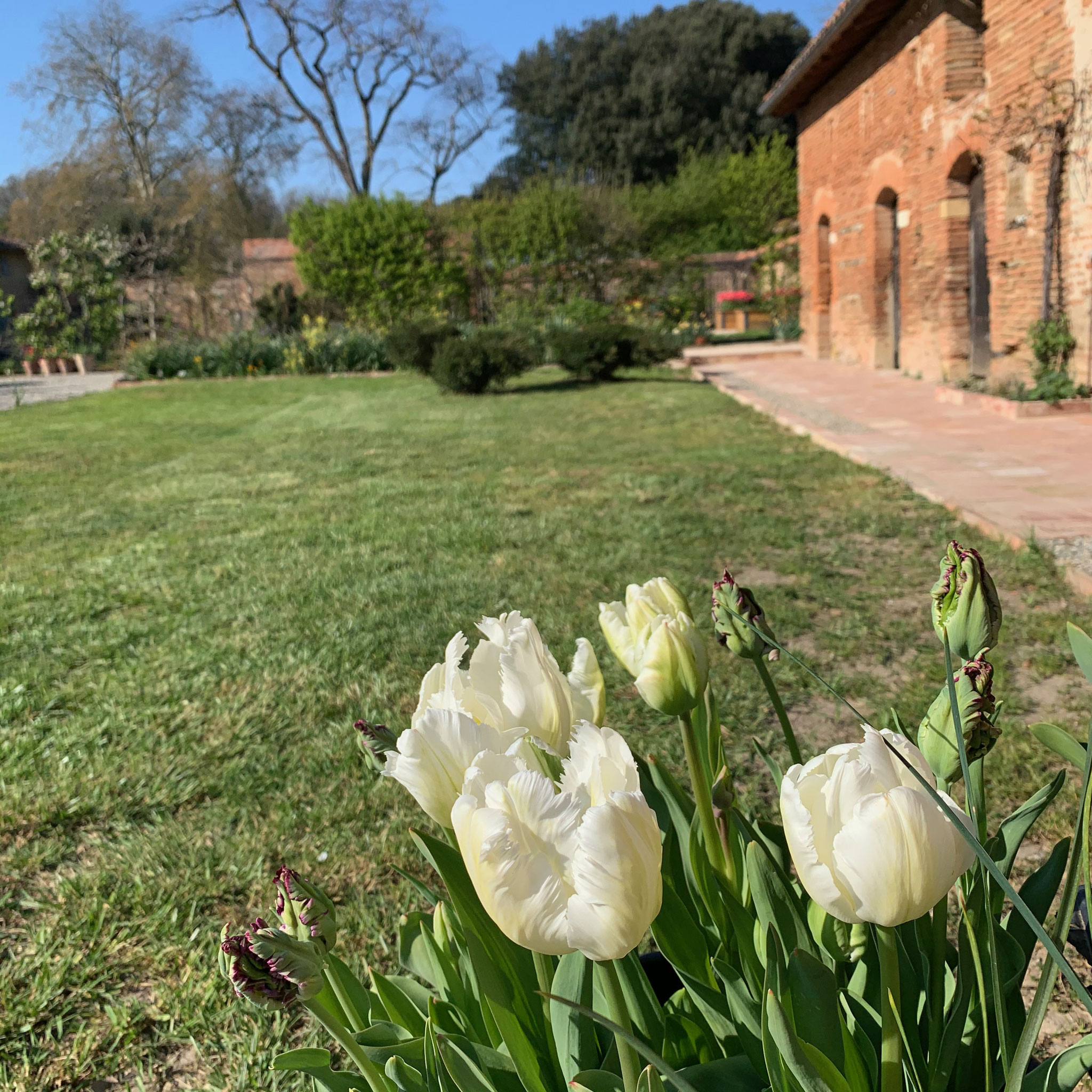 Tulipe Perroquet White Parrot