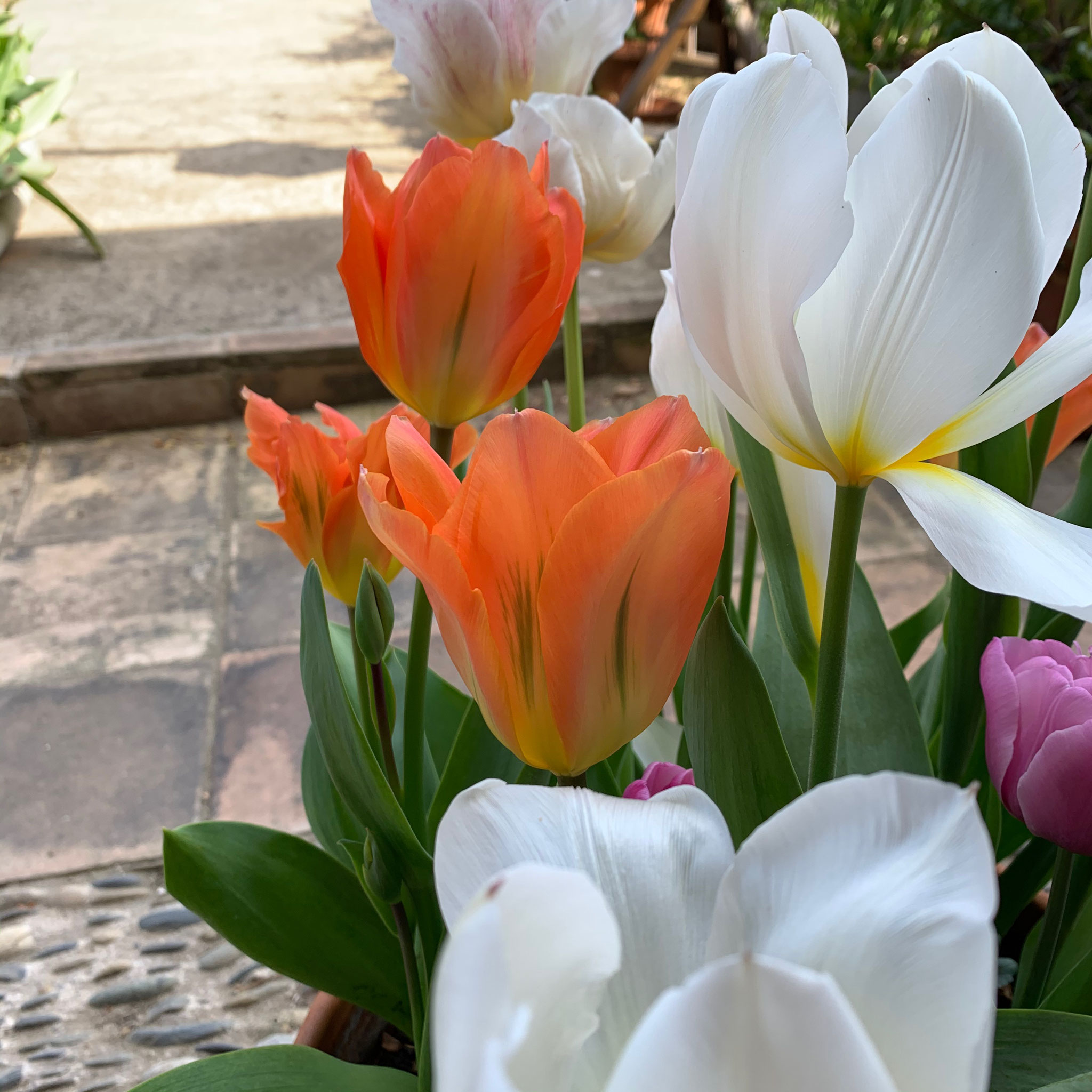 Tulipe Fosteriana Orange Emperor + Purissima