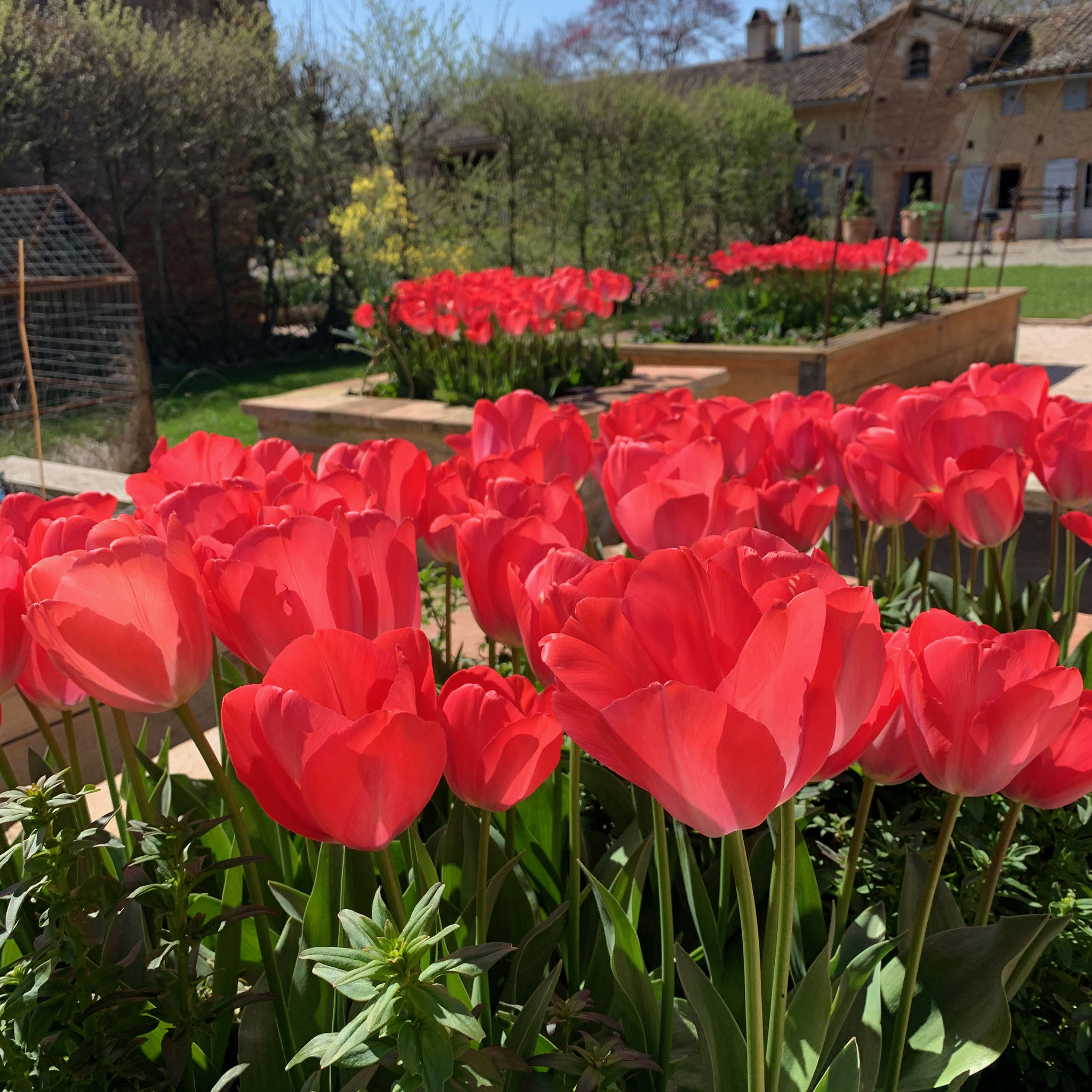 Tulipe Van Eijk