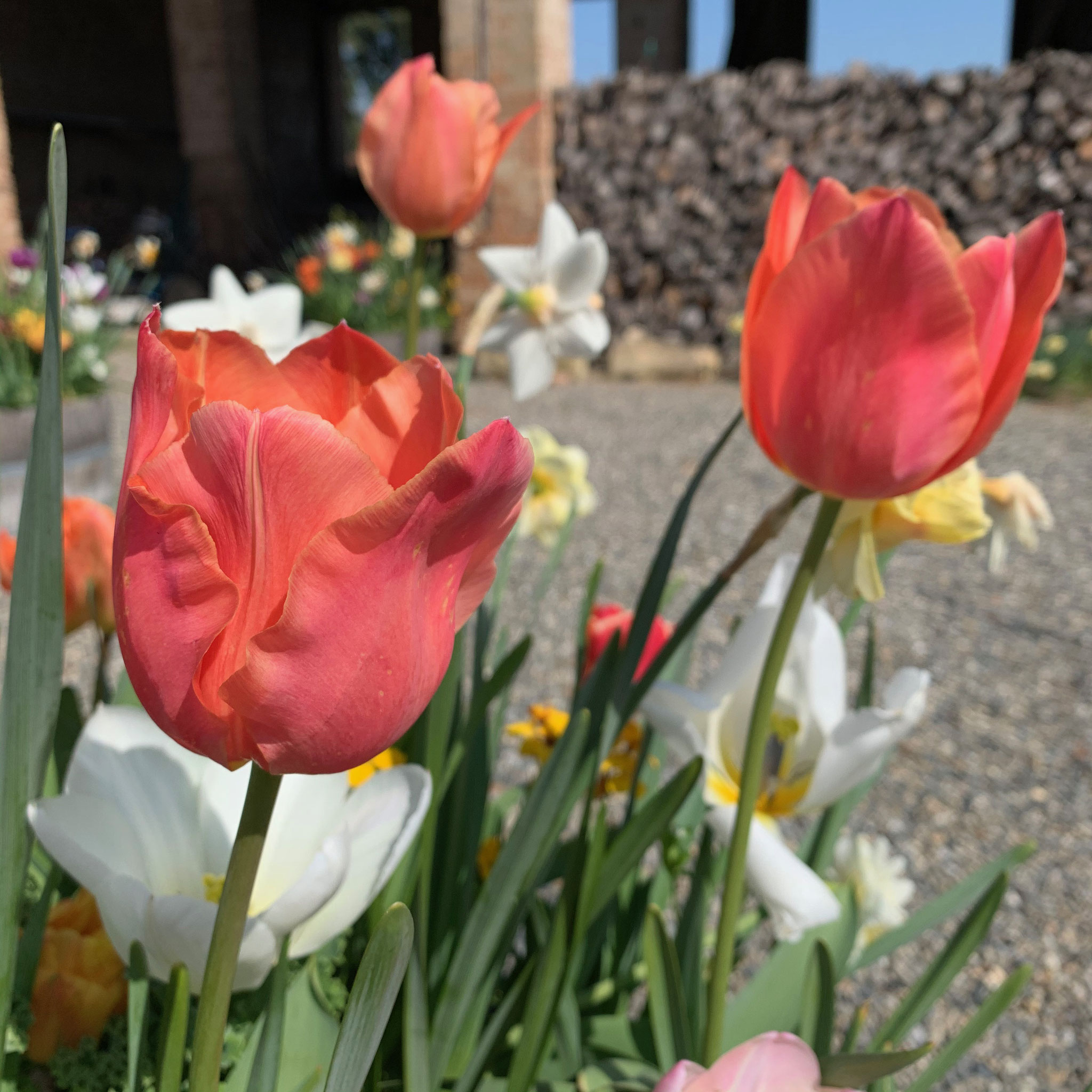 Tulipe Stunning Apricot