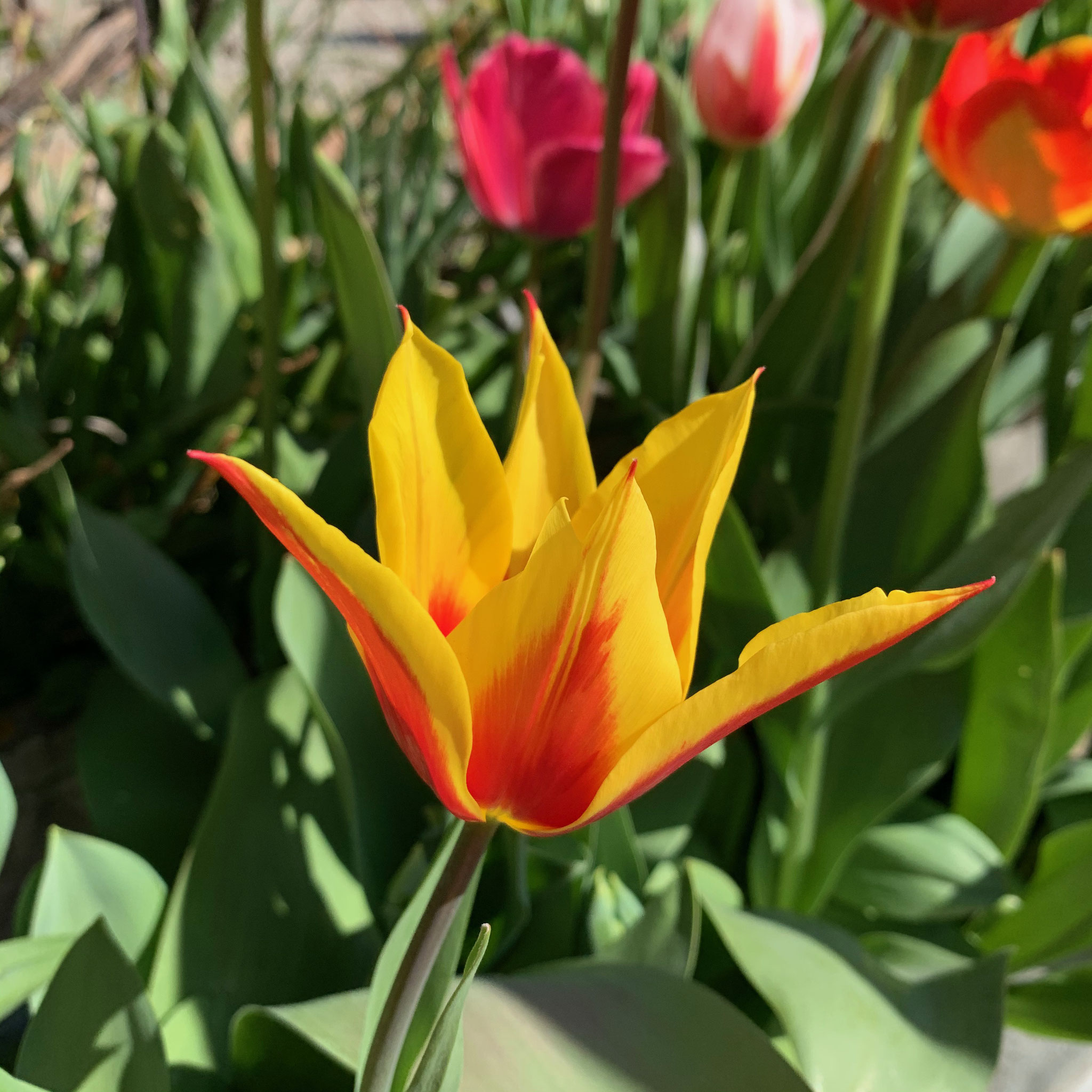 Tulipe Synaeda King