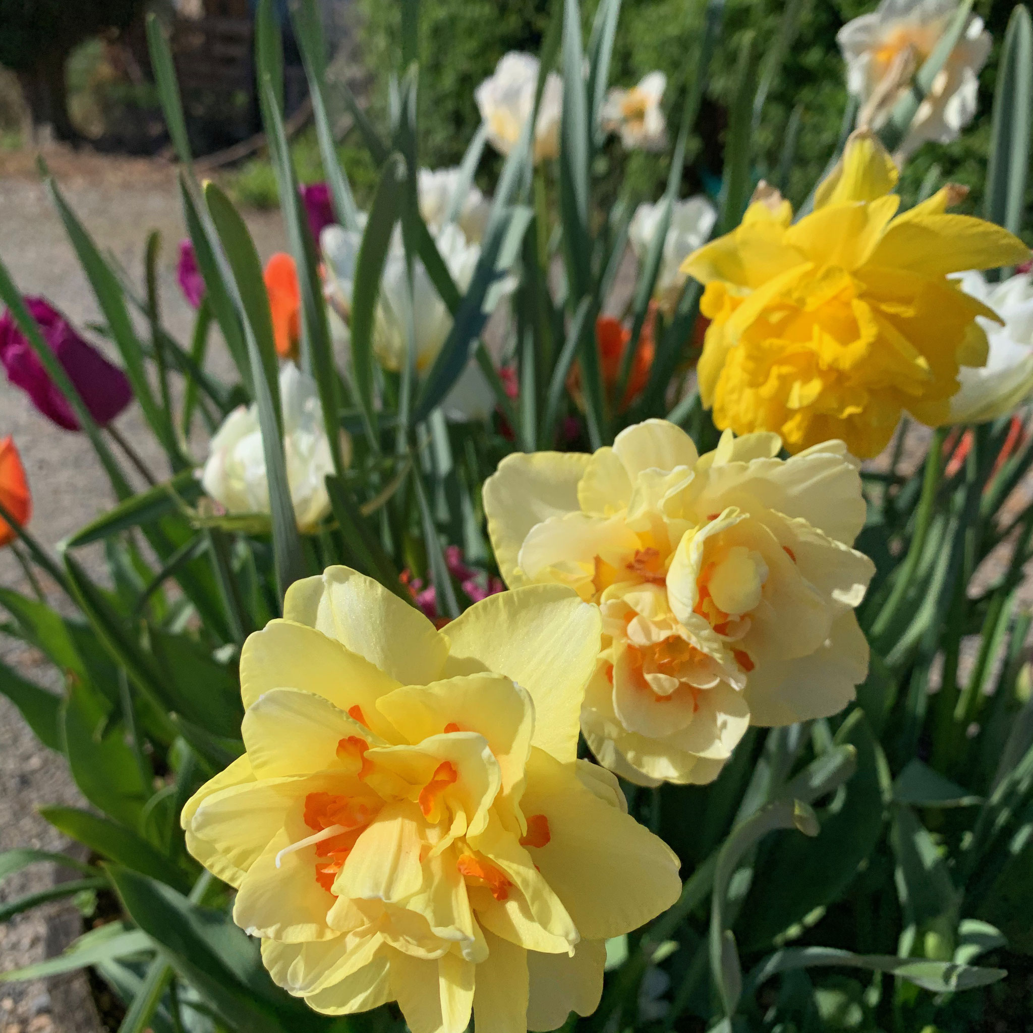 Narcisse double Tahiti