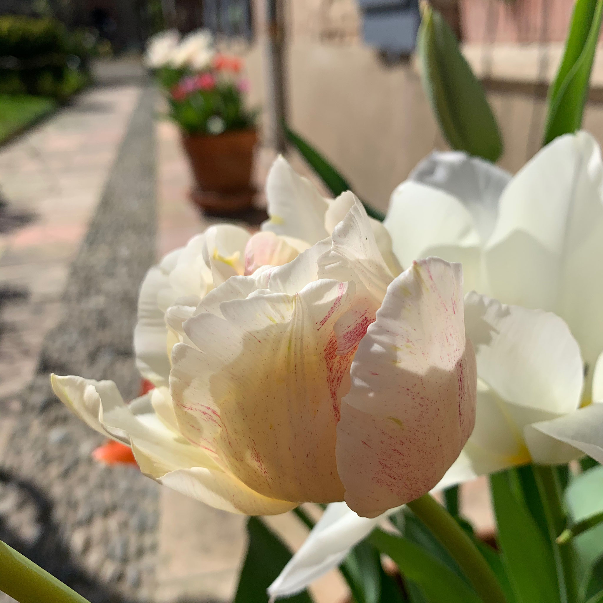 Tulipe double Silk Road