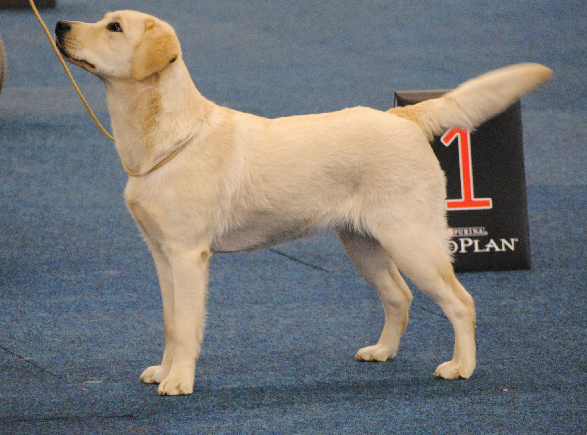 CACIB Dortmund 2013 Jüngstenklasse V1