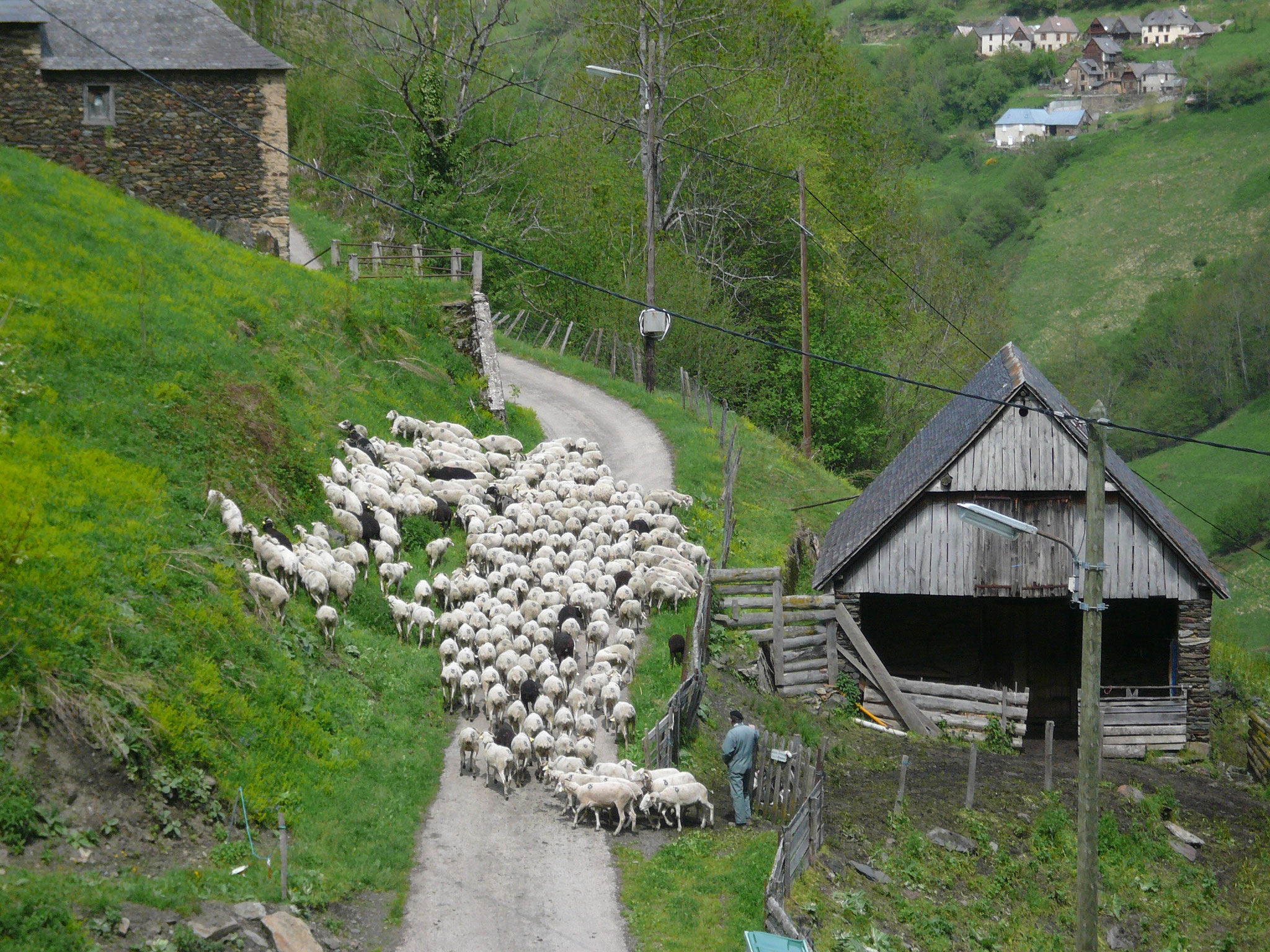 Brebis sortant d’une grange à Eylie
