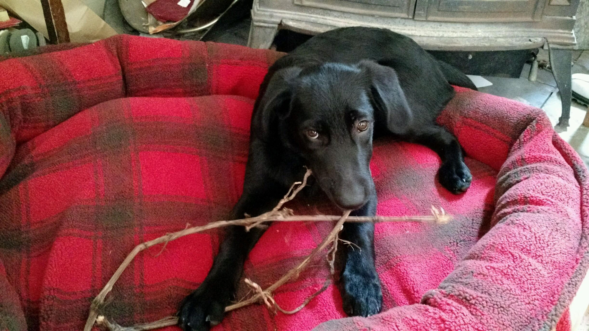 Maya
