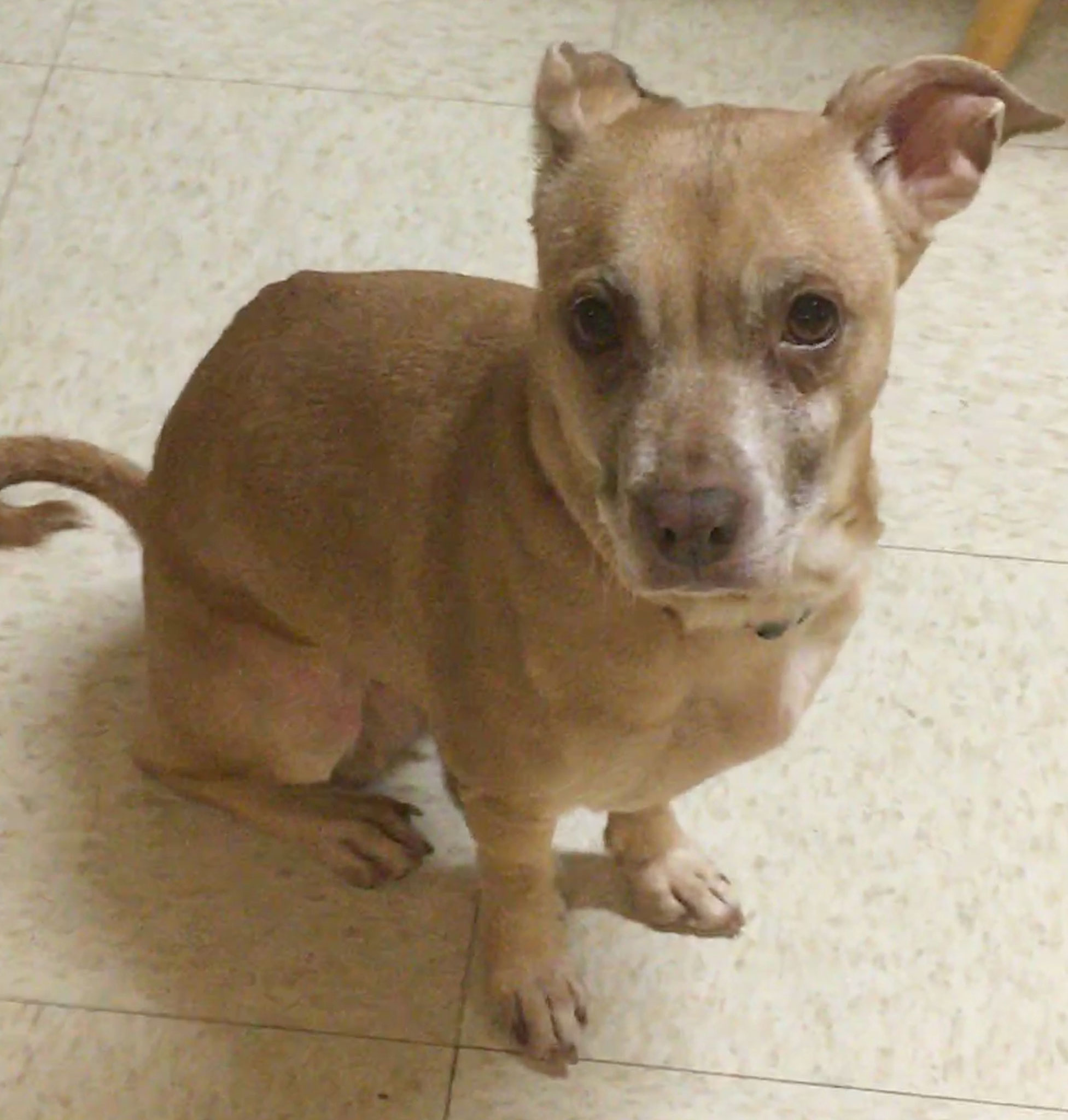 Cora