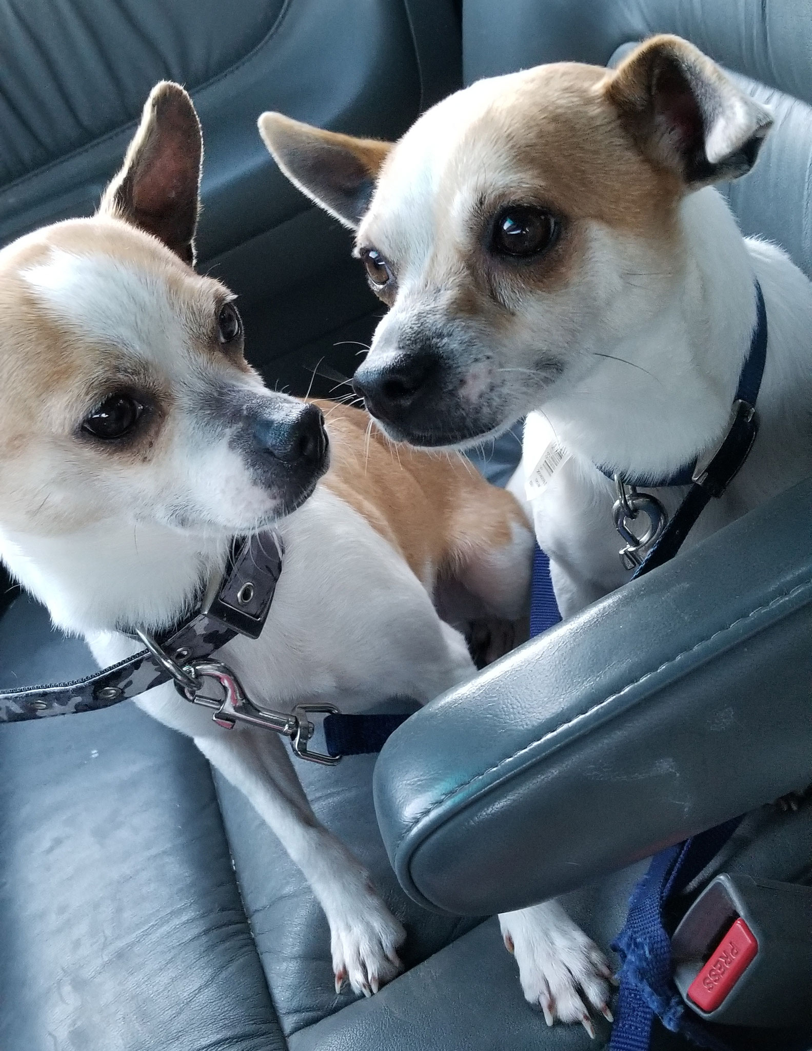 Prince & Cody