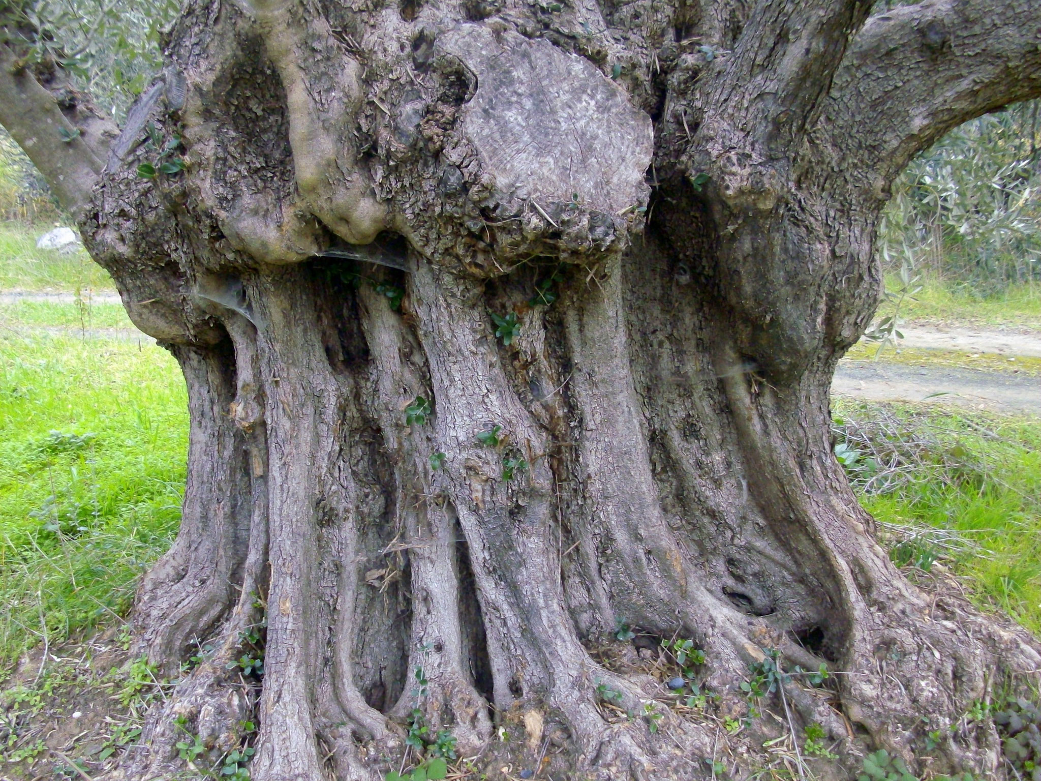 Olivenbäume Griechenland