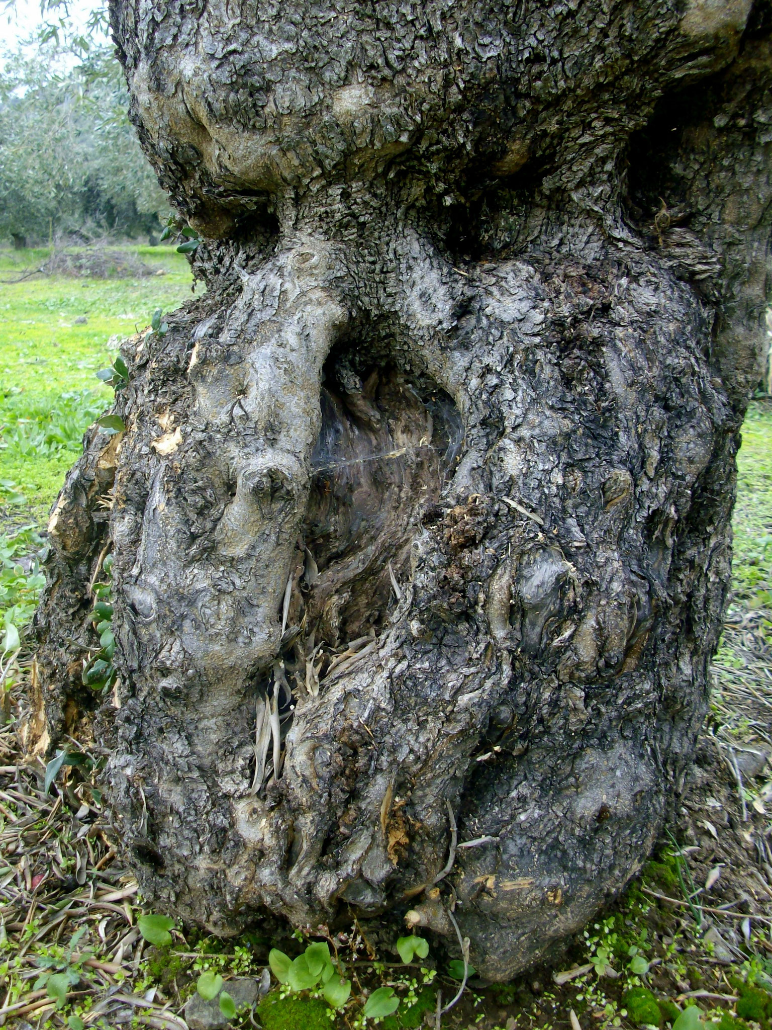 Olivenbäume Griechenland