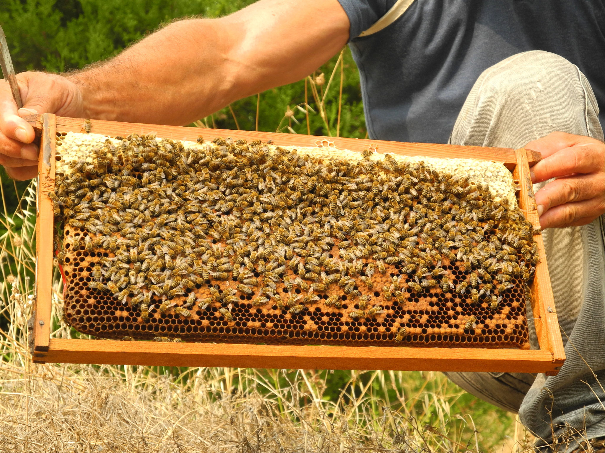 Bienenleben und Imkerarbeit